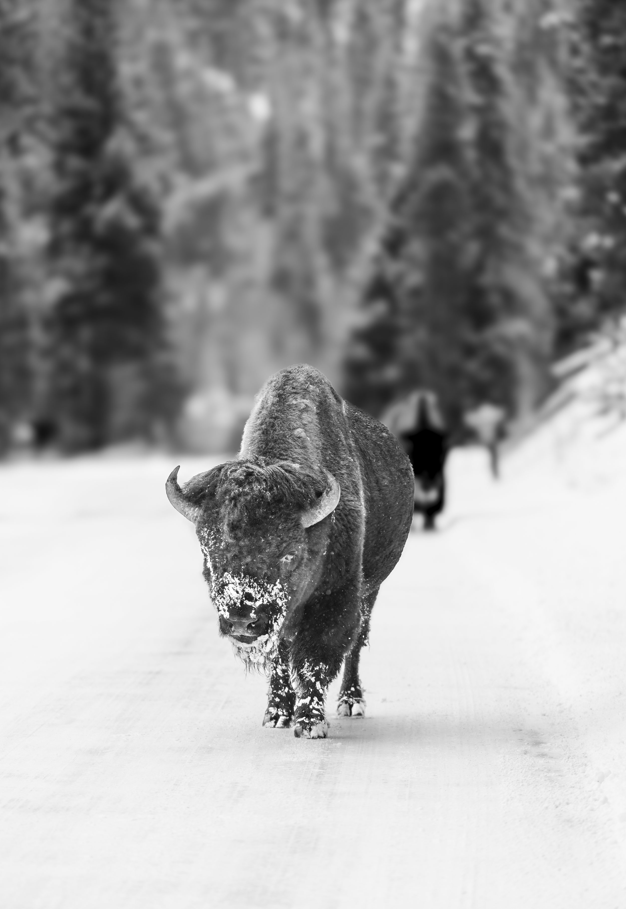 2025 Trouble 5957 4000.png