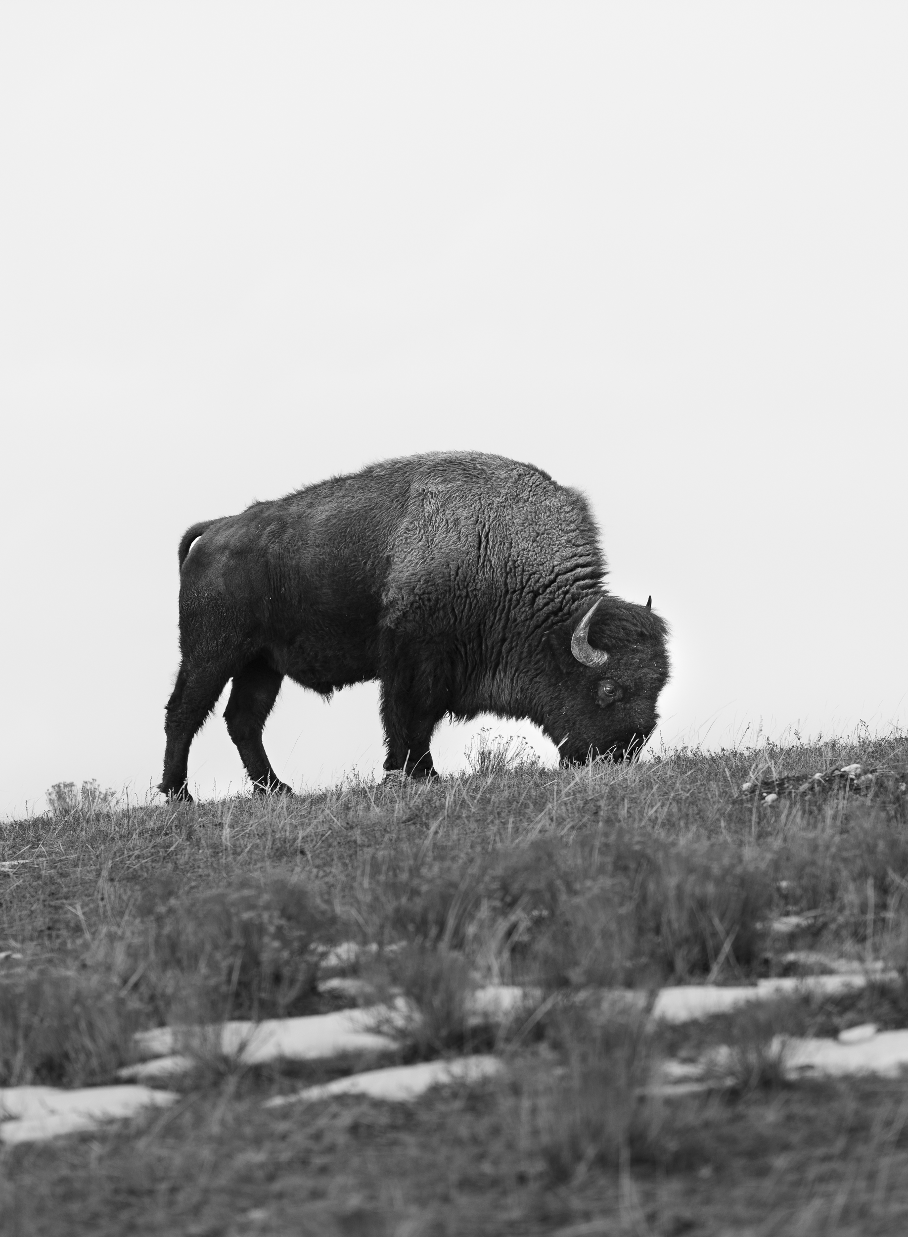 2025 Hill Grazing 2500.png