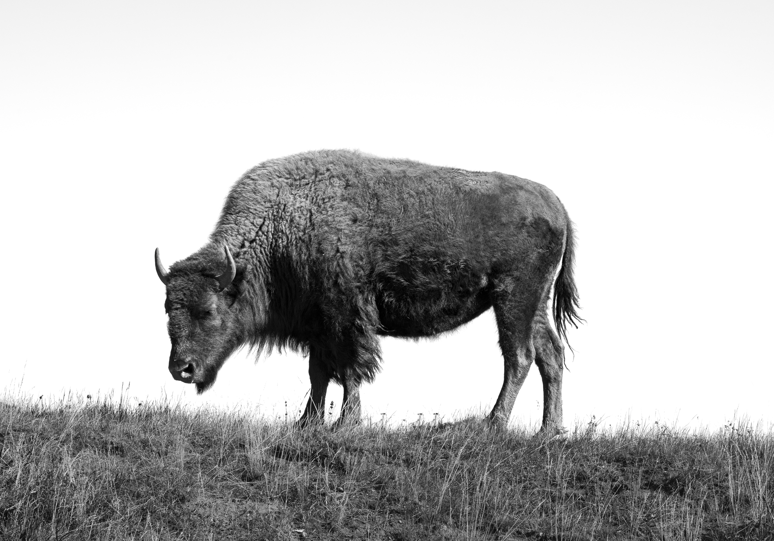 2025 Fluffy 2639 4000.png