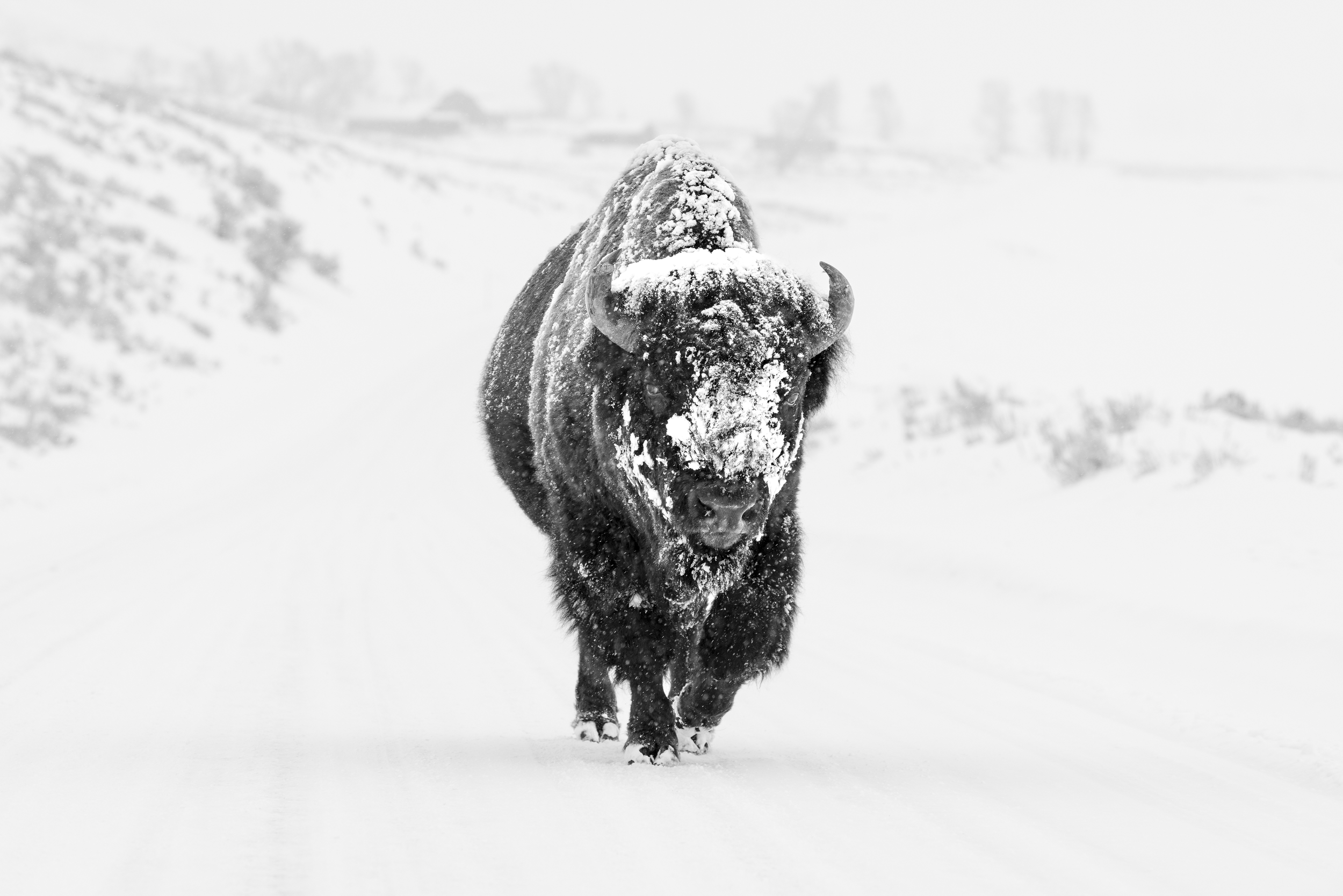 2025 Leaving Town 6698 4000.png