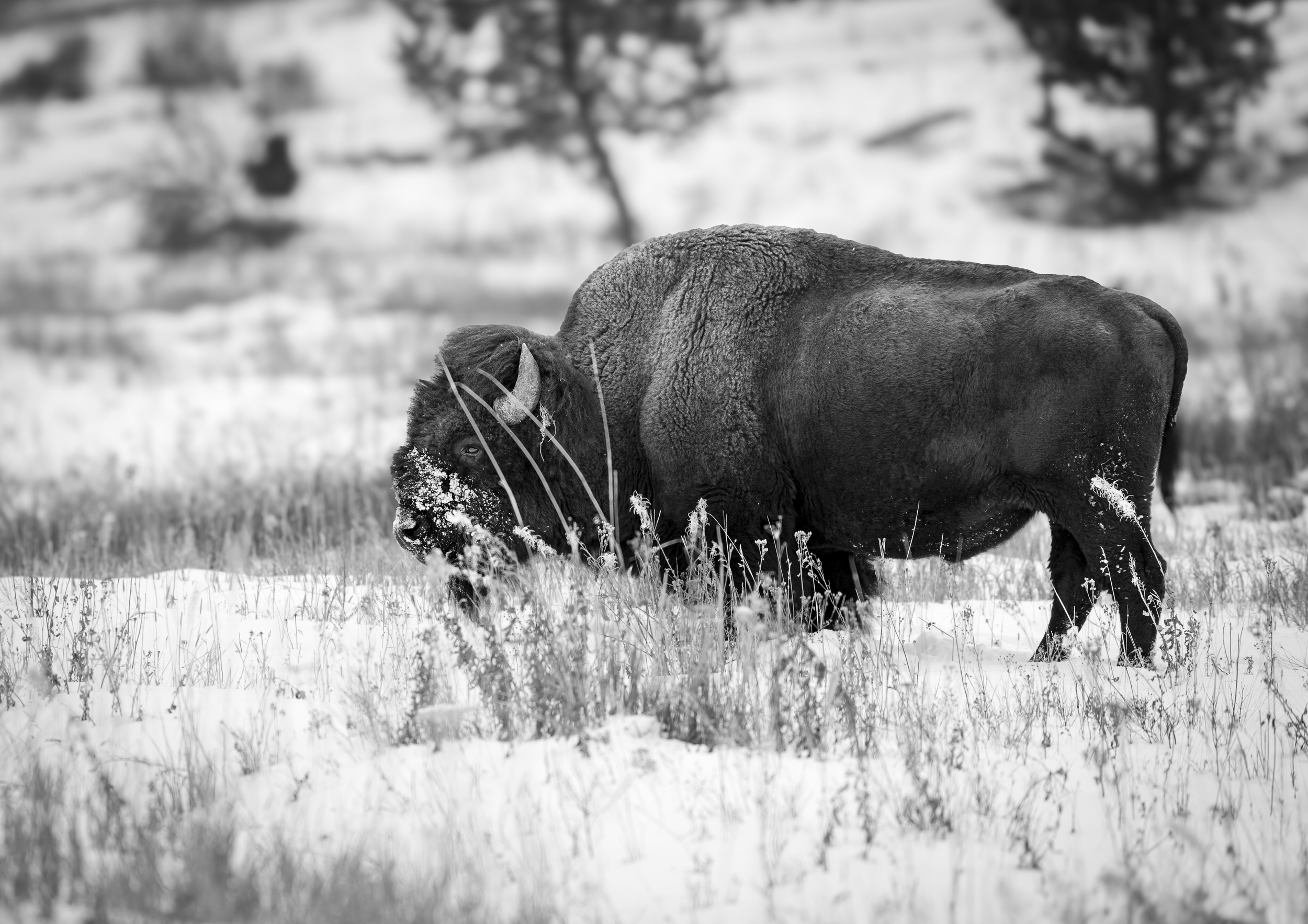 2025 Whiteface 4000.png