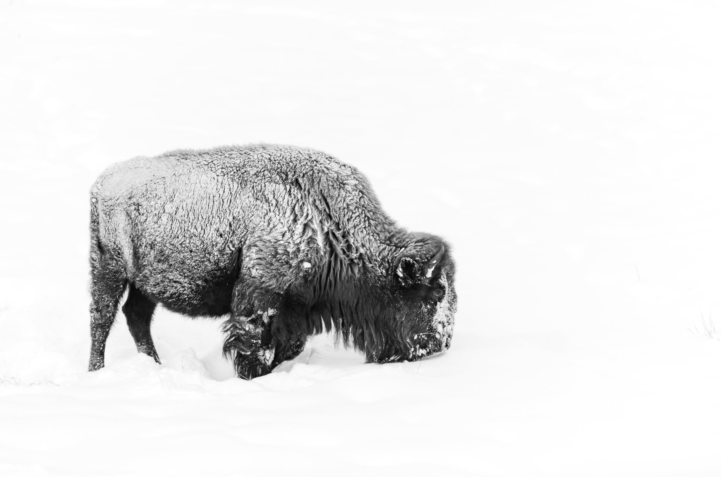 Snow Grazing
