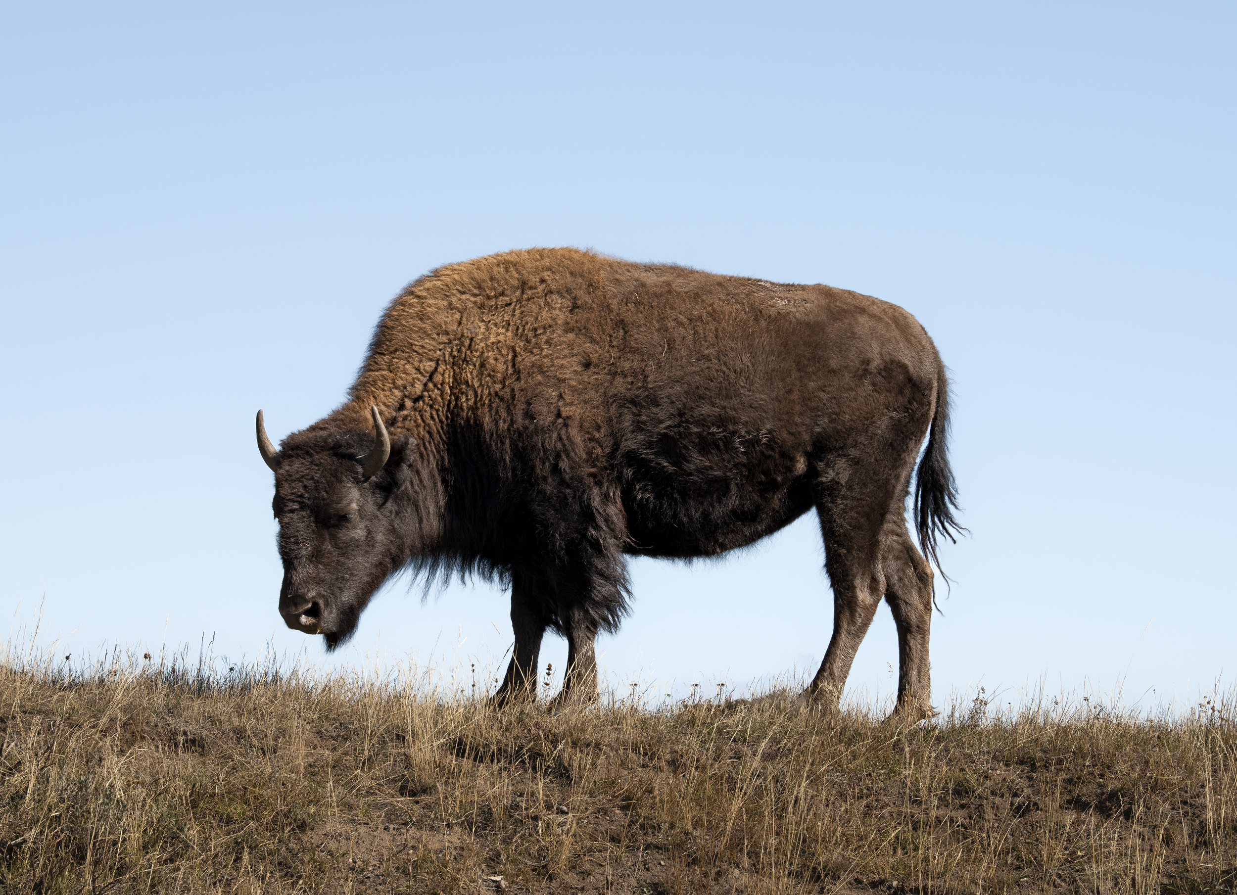 2026 Fluffy Colors 4000.png