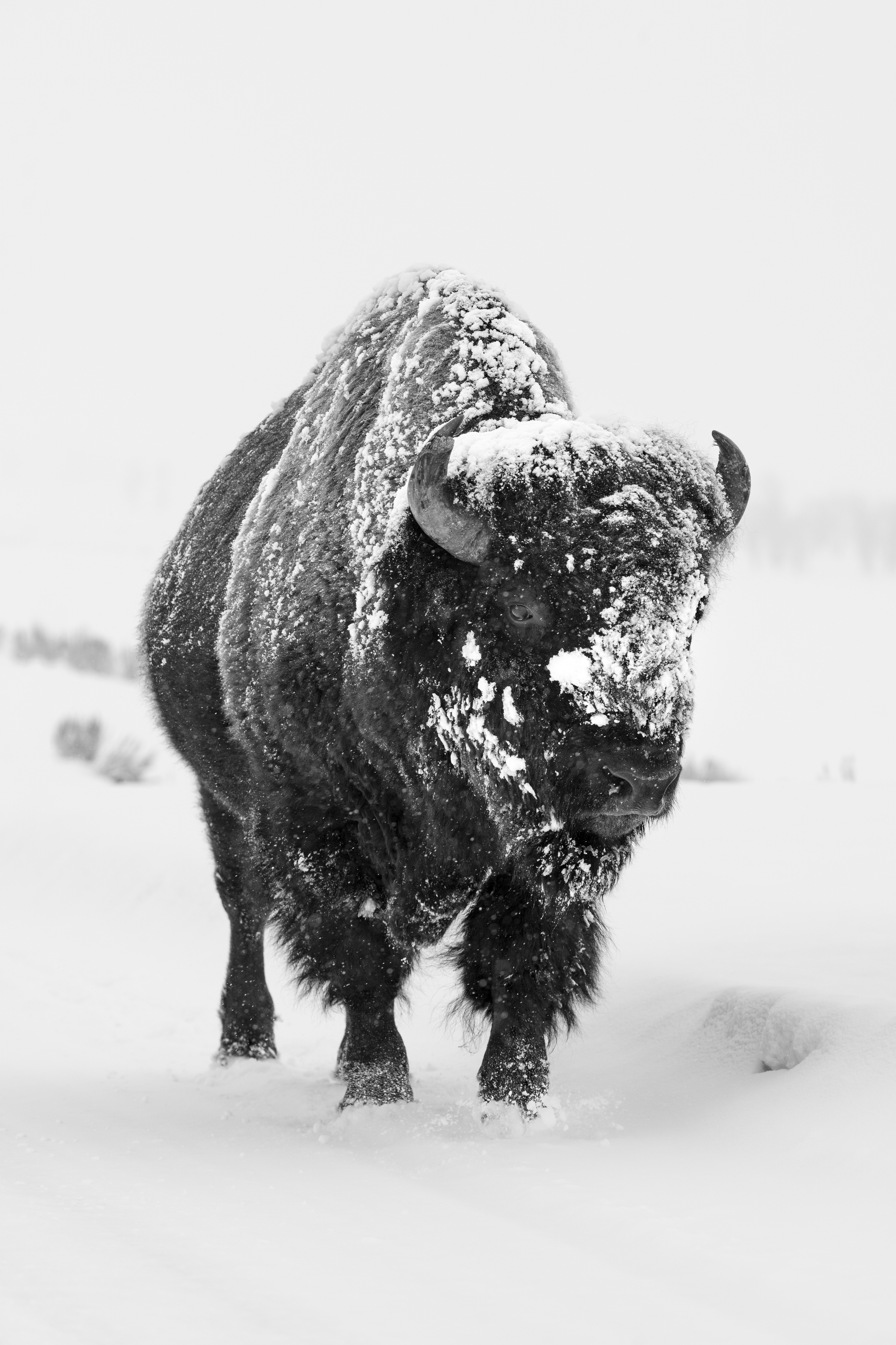 2025 Saunter 6764 4000.png