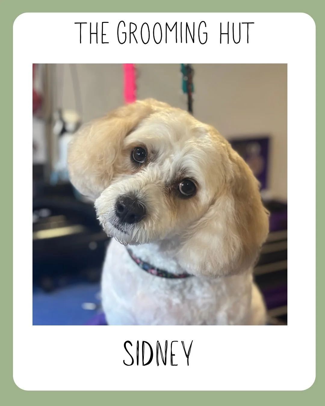 Sidney likes to swing his head from side to side. 

#northlondondogs #northlondondoggroomer #northlondondoggrooming