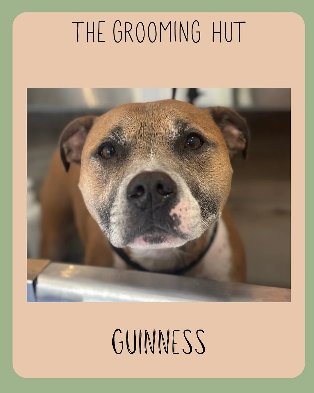 Handsome Guinness ☘️, the most loving little staffy. 
A lovely wash and deshed for him. 

#stafordshirebullterrier #staffy #bullbreed #doggroomer #northlondondogs #northlondondoggrooming #northlondondoggroomer #guinness
