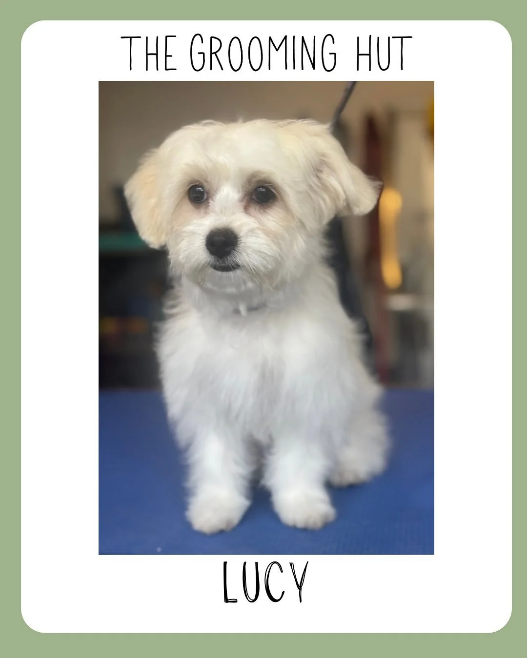 Little Lucy in for her first Puppy introduction session to grooming. 
It&rsquo;s so important for dogs to start going to the groomers when they are a young puppy (after they are vaccinated) so that they become comfortable in the environment, with the