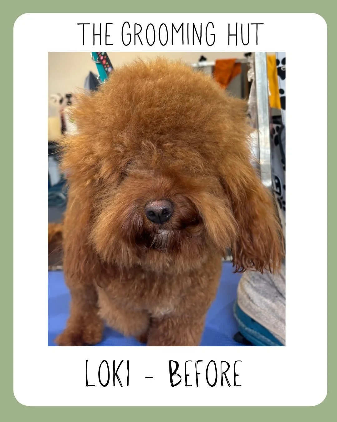 What a transformation!

Loki&rsquo;s first visit to my salon &amp; the most important thing was him being able to see again! 

#beforeandafter #transformation #cavapoo #cavapoogrooming #northlondon #northlondondogs #northlondondoggroomer #northlondon