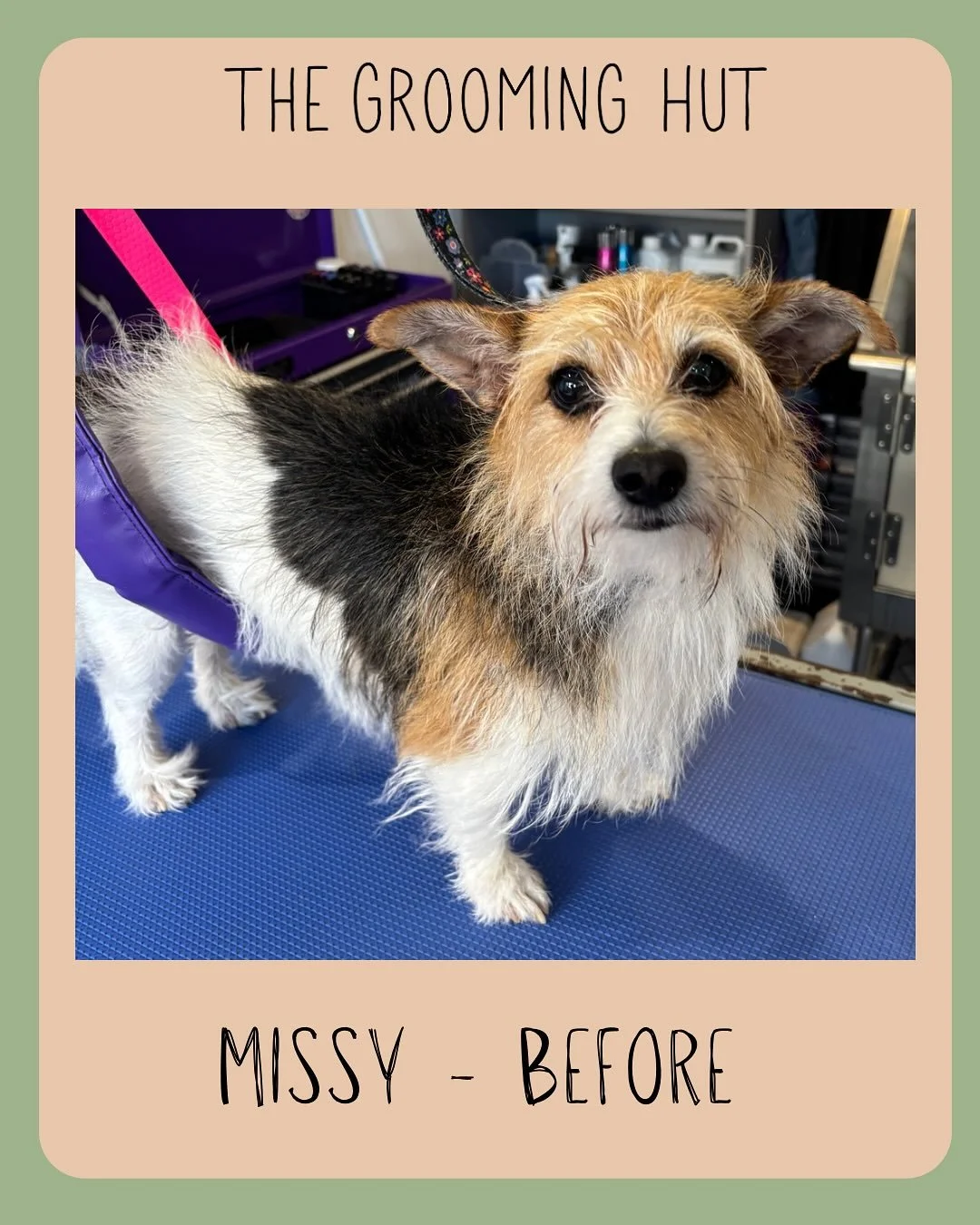 Who doesn&rsquo;t love a transformation?

Missy had a Hand strip today with still a little bit of shagginess left

#jackrussels #jackeussellterrier #jackrusselgrooming #wirehairedjackrussell #handstrip #handstrippedterrier #handstripping #northlondon