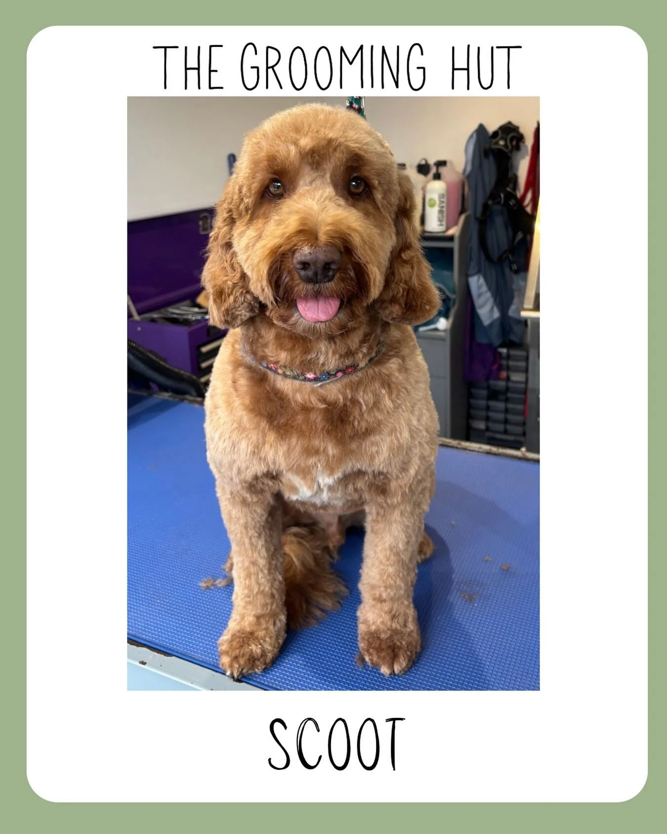 Scoot the lovely Cockapoo

#cockapoo #doggroomer #northlondondogs