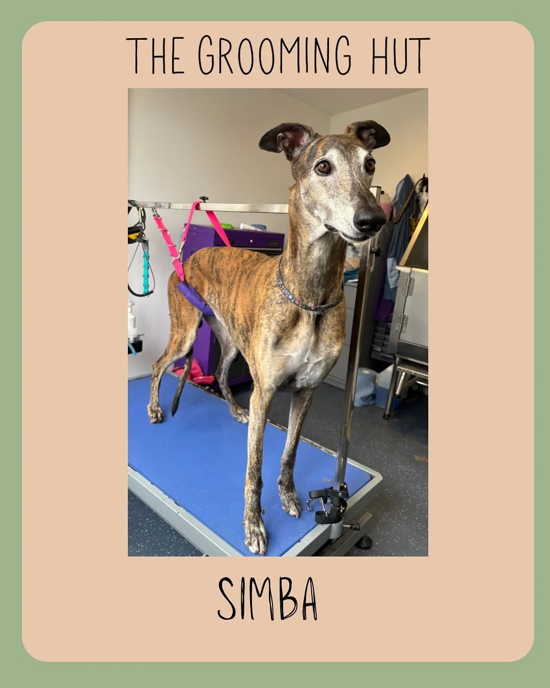 Simba the Greyhound 

#greyhound #deshed #deshedding #greyhoundgrooming #northlondon #northlondondogs #northlondondoggroomer #northlondondoggrooming
