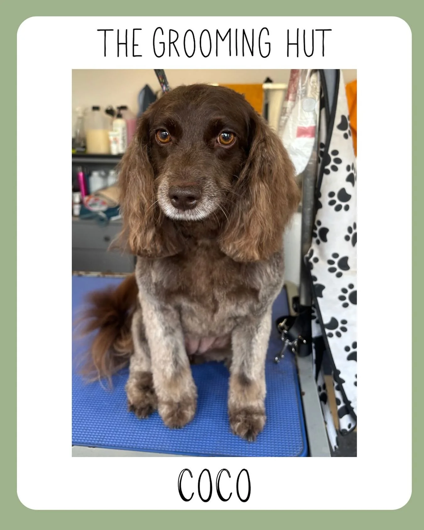 Coco ❣️

#cockapoo #cockapoogrooming #doggroom #northlondondogs #northlondondoggroomers #newsouthgate