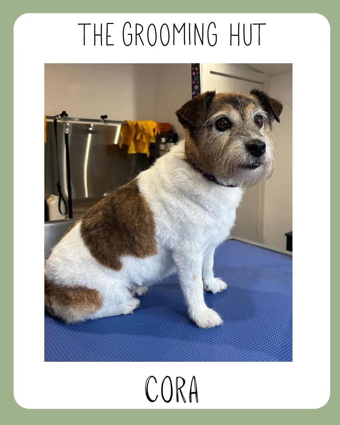Another Jack Russell handstrip! 
Lovely Cora 

#jackrussels #jackrussellgrooming #jackrussellhandstripping #handstripping #handstrip #handstrippedterrier #northlondon #northlondondogs #doggroom