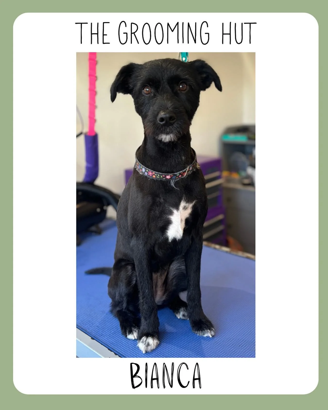 Lovely lady Bianca 🐾

#doggroomingsalon #northlondon #northlondondogs