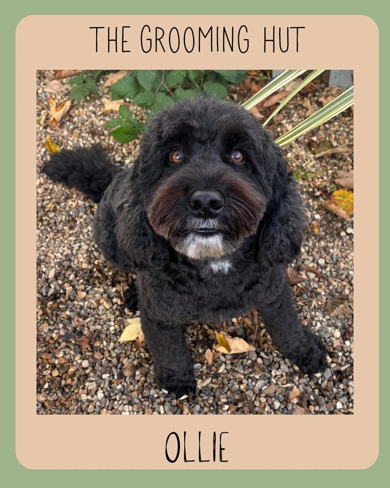 Ollie the adorable Cockapoo 

#cockapoo #cockapoogrooming #northlondon #northlondondogs #northlondondoggroomer #newsouthgate