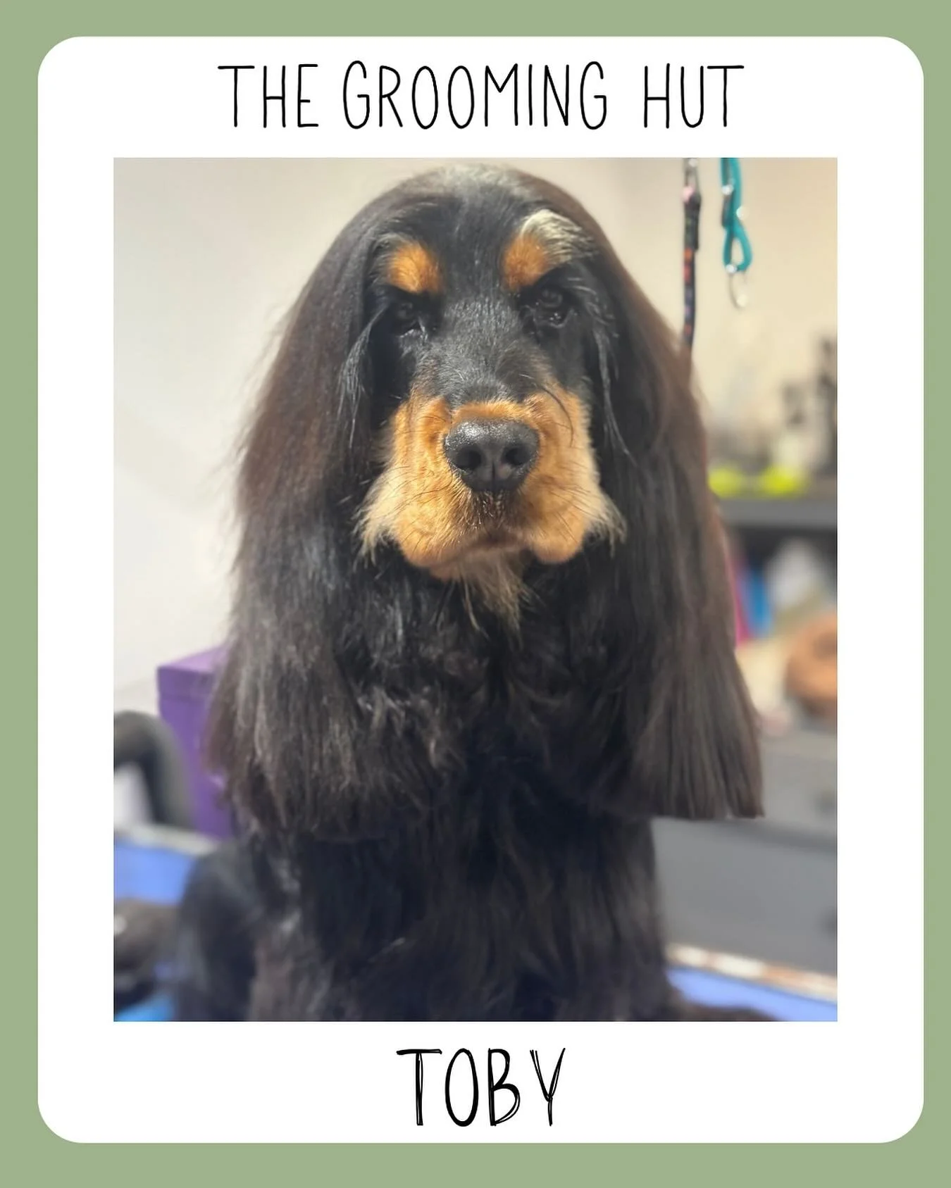 Those lovely long ears 🐶

#showcockerspaniel #cockerspaniel #northlondon #northlondondogs #doggrooming #spanielgrooming #newsouthgate