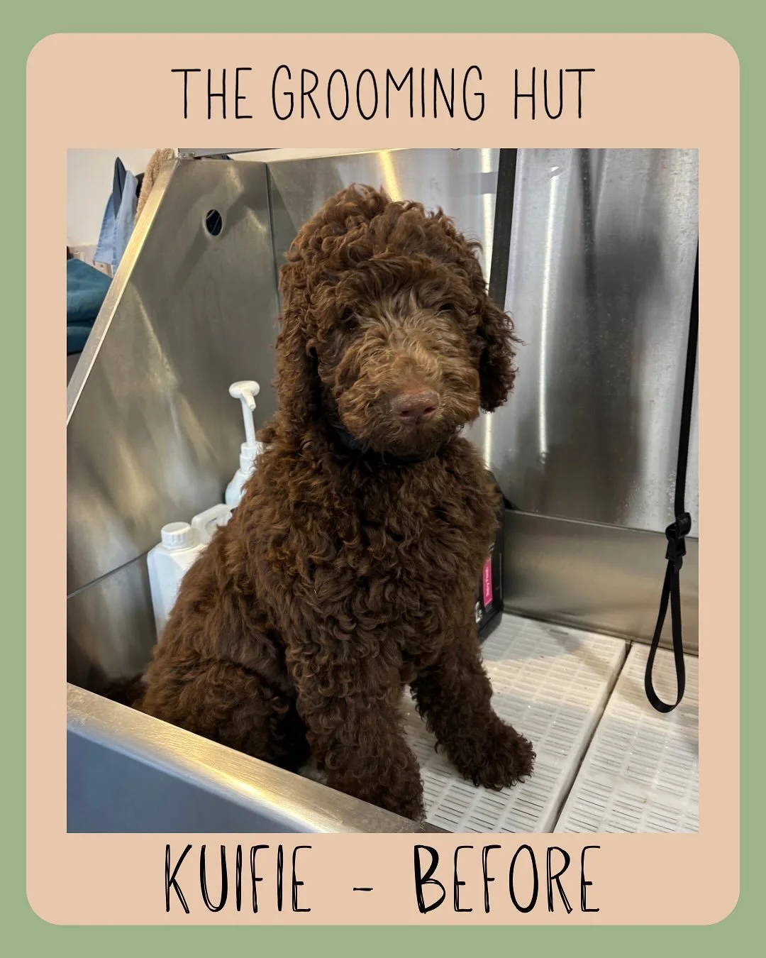 Can you believe Kuifie is only 14 weeks old in these pictures!! 

His first puppy introduction session went brilliantly. 

#labradoodle #labradoodlepuppy #puppy #puppygrooming #northlondondogs #northlondondoggrooming #newsouthgate