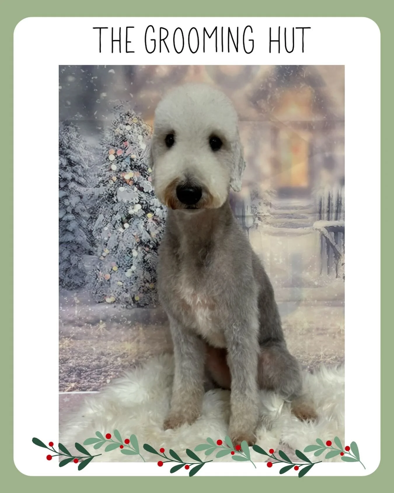 Kicking off the 1st December with a lovely Christmas backdrop 

#DogGroomer #GroomersOfInstagram 
#BedlingtonTerrier #FestivePup #ChristmasDogs