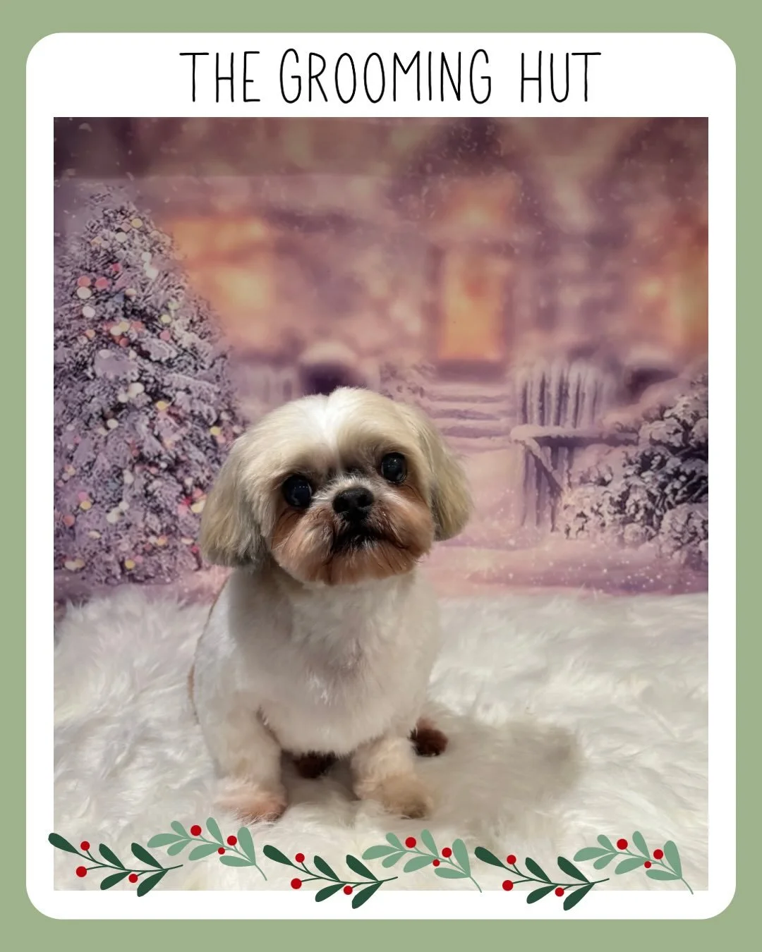 Ralph the sweetest boy.
Swipe to see him before his glow up ✨

#shihtzu #shihtzugrooming #northlondondogs