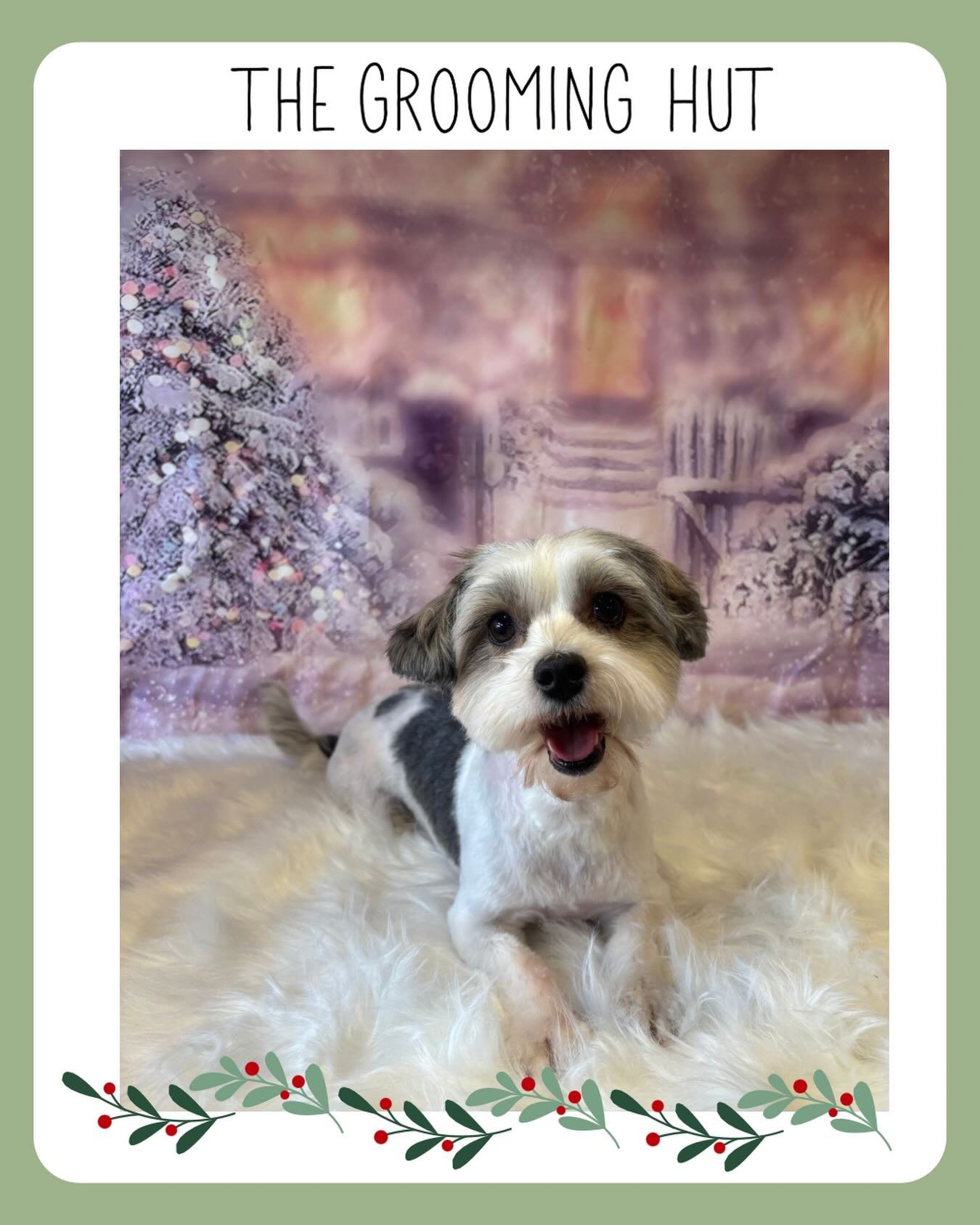 All ready for Christmas 🎄

#christmasdog #northlondondogs #doggrooming