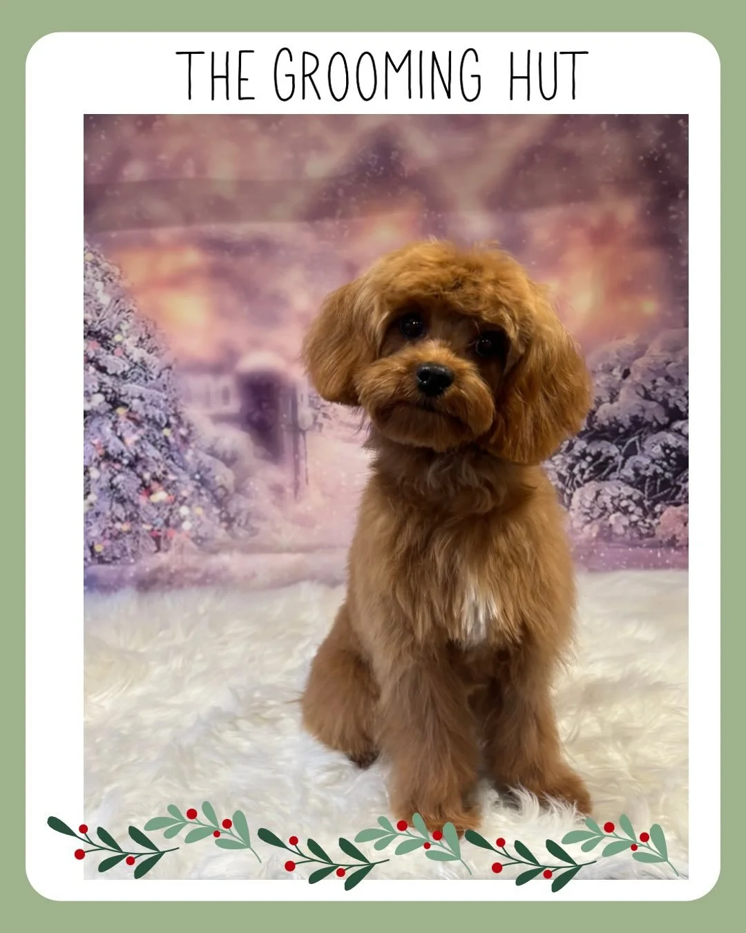 These two gorgeous girls had their first full grooms this past week and they also have something else in common&hellip;.
They are both called Willow 
Swipe to see them before their grooms. 

#puppy #puppyhaircut #cavapoo #cavapoopuppy #northlondondog