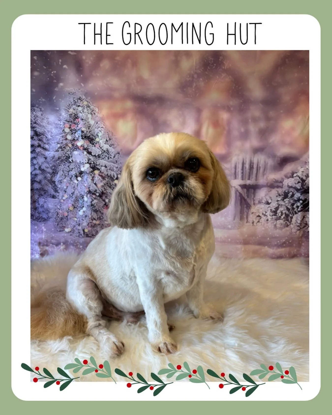 💕

#shihtzu #shihtzugrooming #northlondondogs