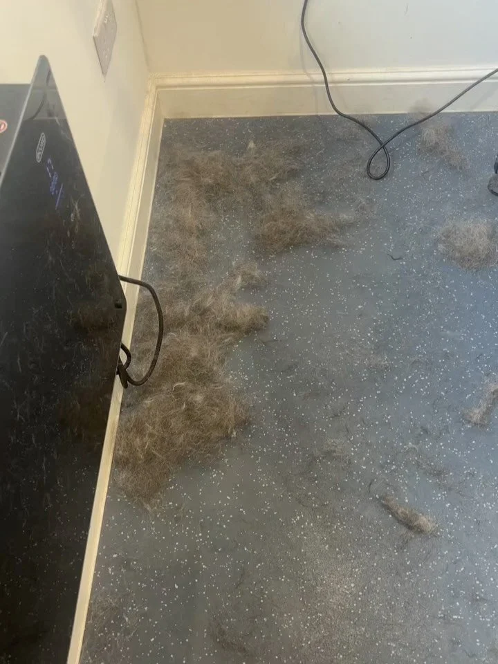 Swipe to see the little guy that left all this hair! 

All this hair just from a wash and de shed

#corgishiba #shibacorgi #northlondondogs