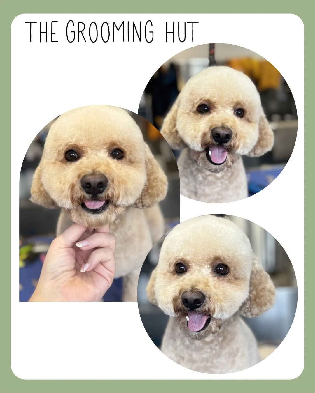 I couldn&rsquo;t choose just one picture of this cute guy 😍
Look how curly his hair is before his groom 

#cavapoochon #northlondondogs #northlondondoggroomer