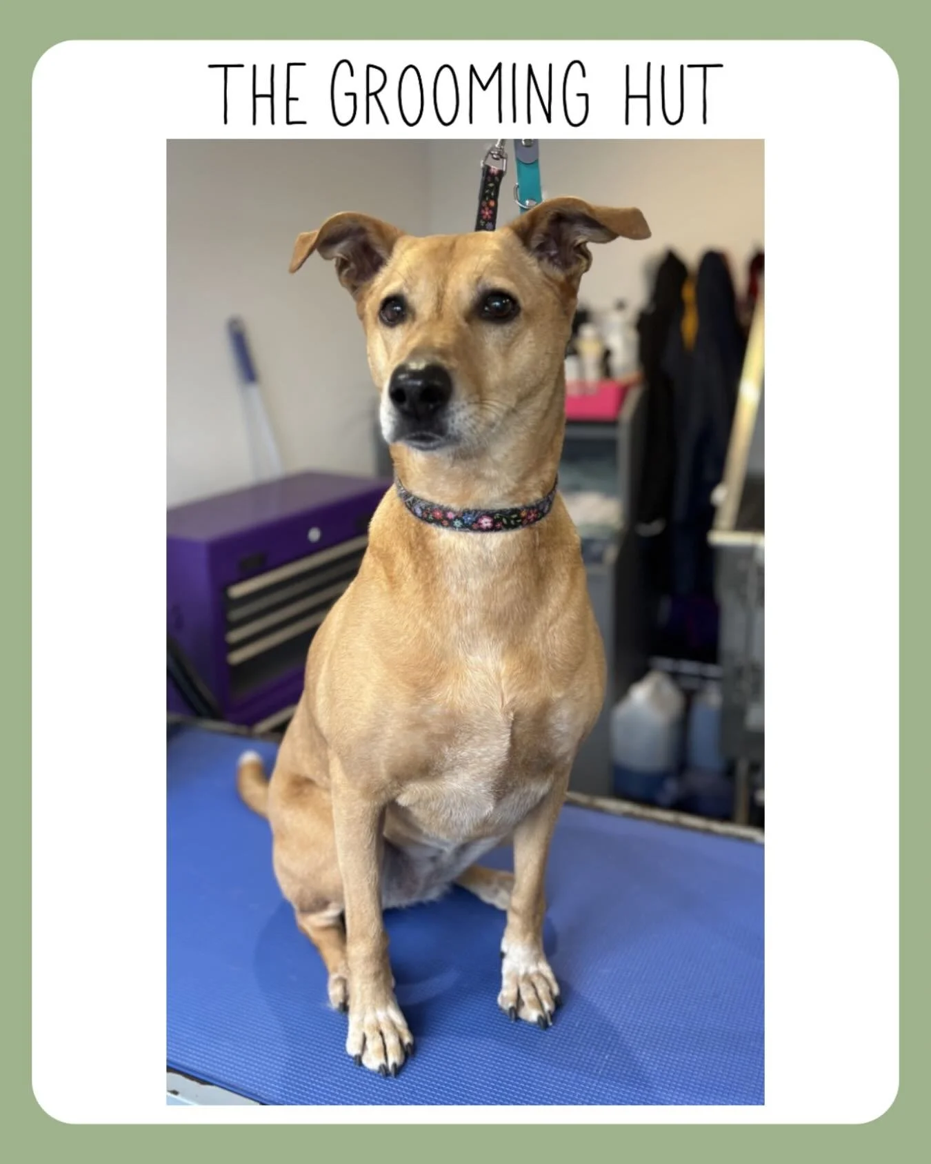 Doesn&rsquo;t she look like a model, the lovely Moonlight 🌚

#northlondondogs #rescuedog #doggrooming #deshed