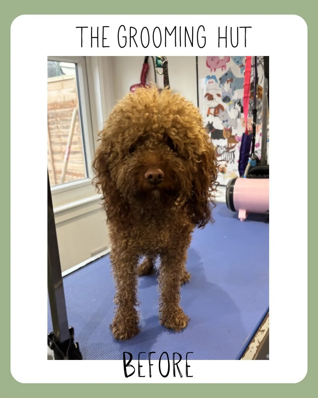 💧Soggy to fluffy ✨

#beforeandafter #northlondondogs #cavapoo #doggrooming