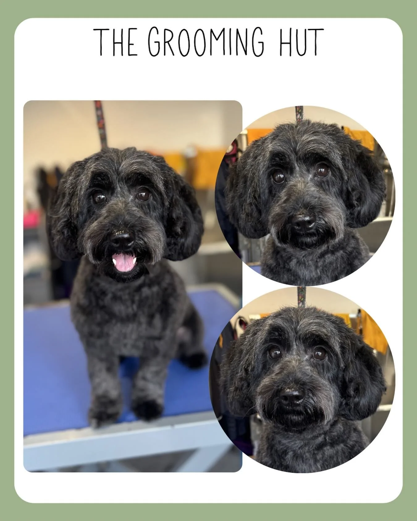 Beautiful Cleo 💕

#cockapoo #northlondondogs #doggrooming