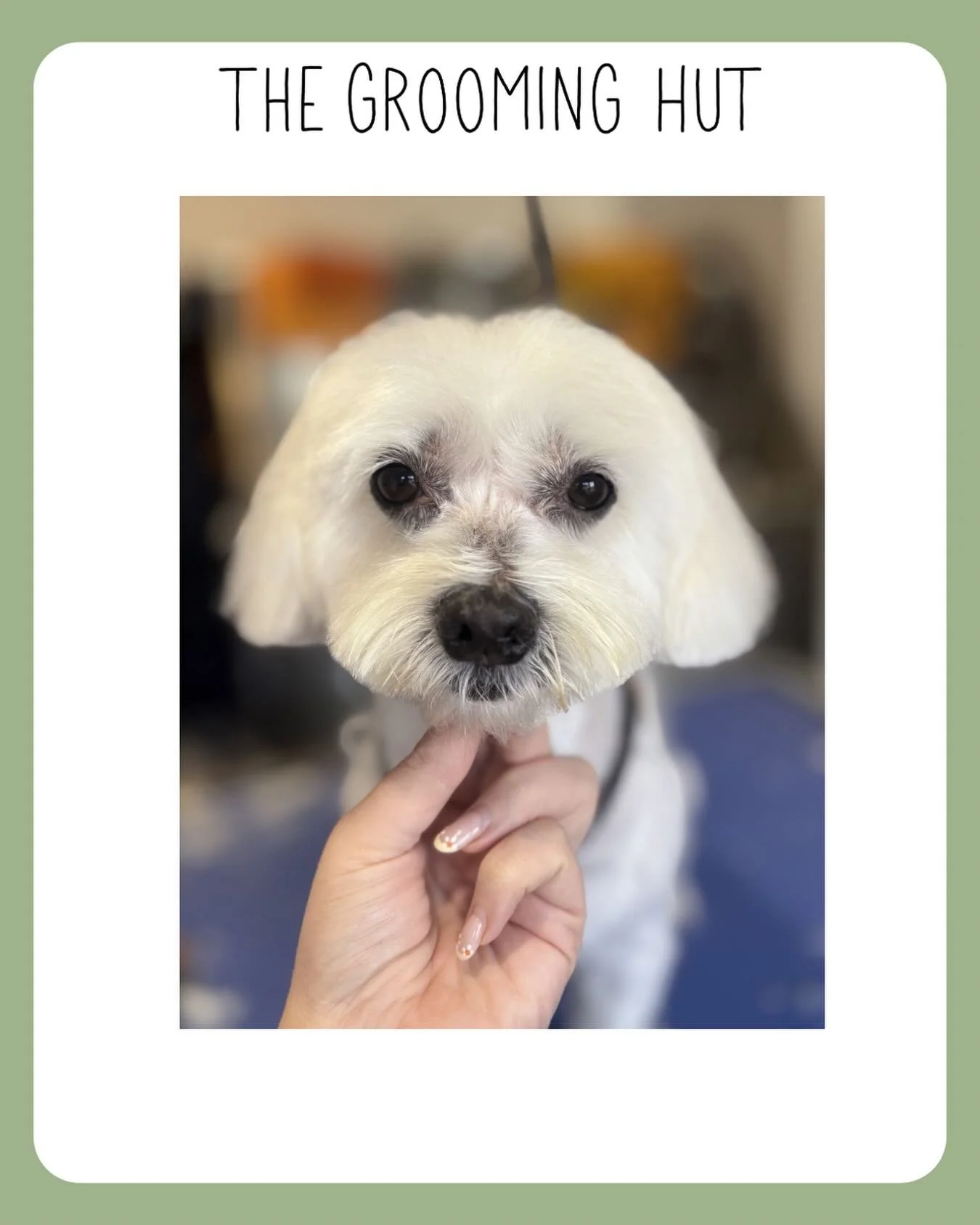 😍

#maltese #northlondondogs #doggroomer #doggrooming