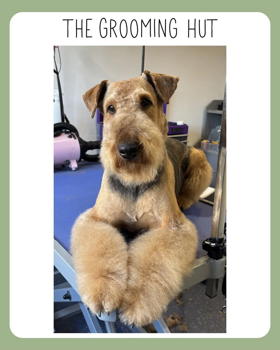 Absolutely love Airedale&rsquo;s 
The most beautiful girl 😍.

#airedale #northlondondogs #airedaleterrier #newsouthgate #doggroomer