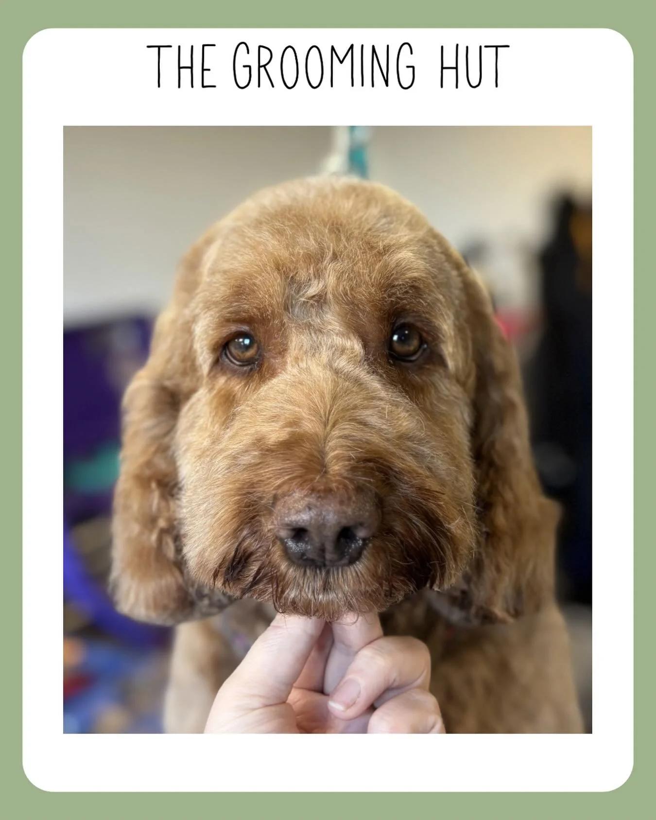Brown eyed boy

#cockapoo #newsouthgate #northlondondogs #doggrooming #barnet