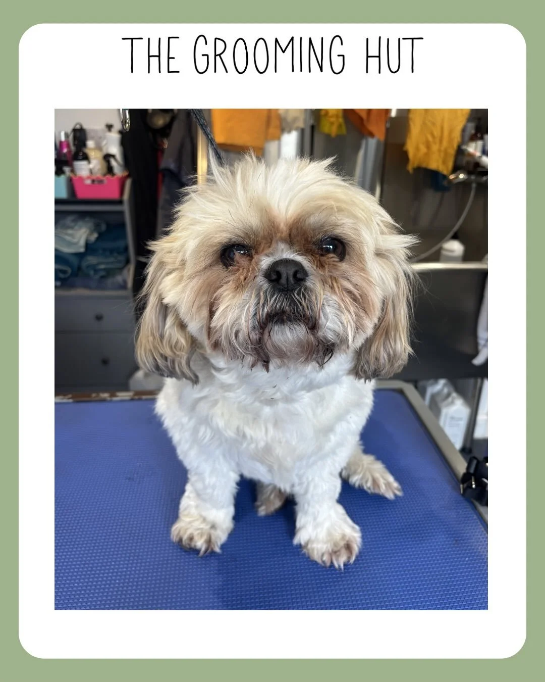 Swipe to see Bailey looking a lot neater after his haircut ✂️✂️

#beforeandafter #shihtzu #northlondondogs #doggrooming #northlondon