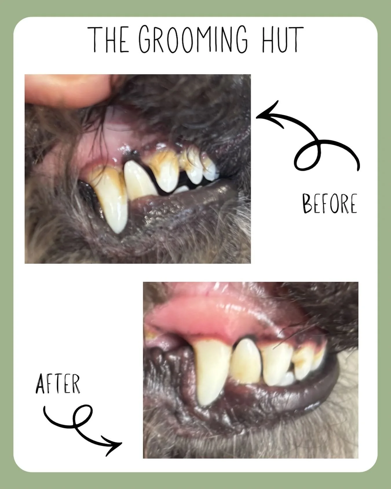 Say cheese 🦷🦷🪥🪥

Ultrasonic teeth cleaning available, contact for questions or bookings 
📞 07349 910906
📧 info@thegroominghut.co.uk 

#ultrasonicteethcleaning #newsouthgate #northlondondogs