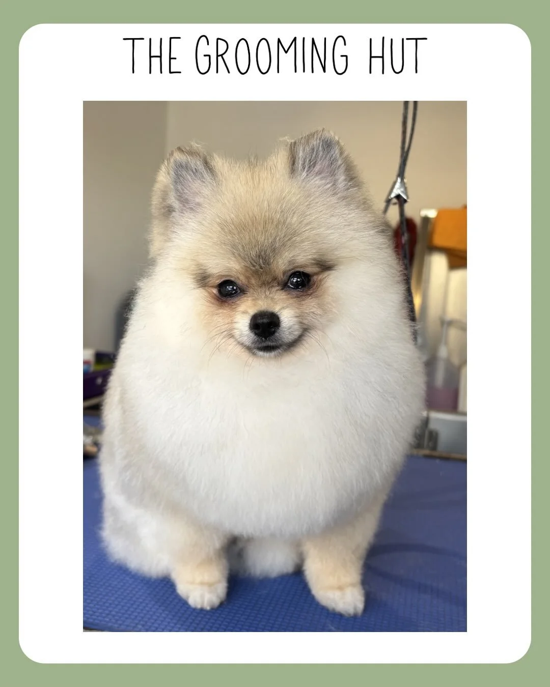 Swipe for before pictures &amp; don&rsquo;t forget the last slide for an extra cute picture! 

#puppy #pomeranian #northlondondogs #newsouthgate