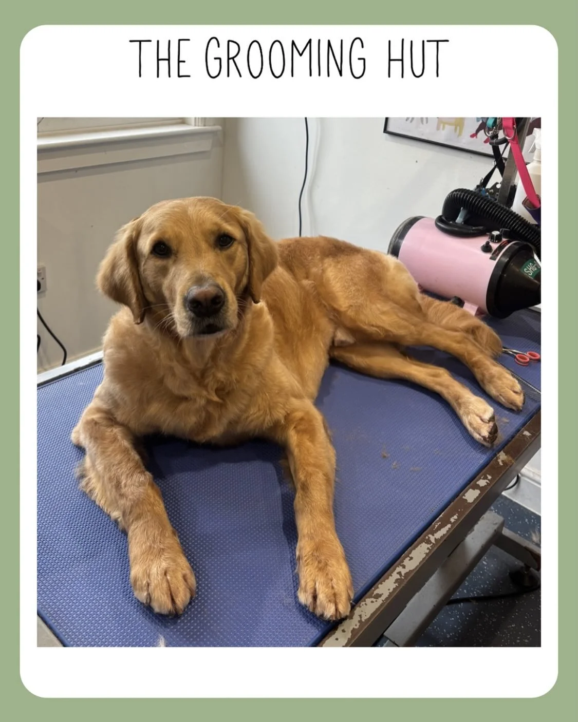 So relaxed after his groom that he didn&rsquo;t even want to leave 

📞 07349 910906
📧 info@thegroominghut.co.uk 

#goldenretriever #deshed #northlondondogs #newsouthgate