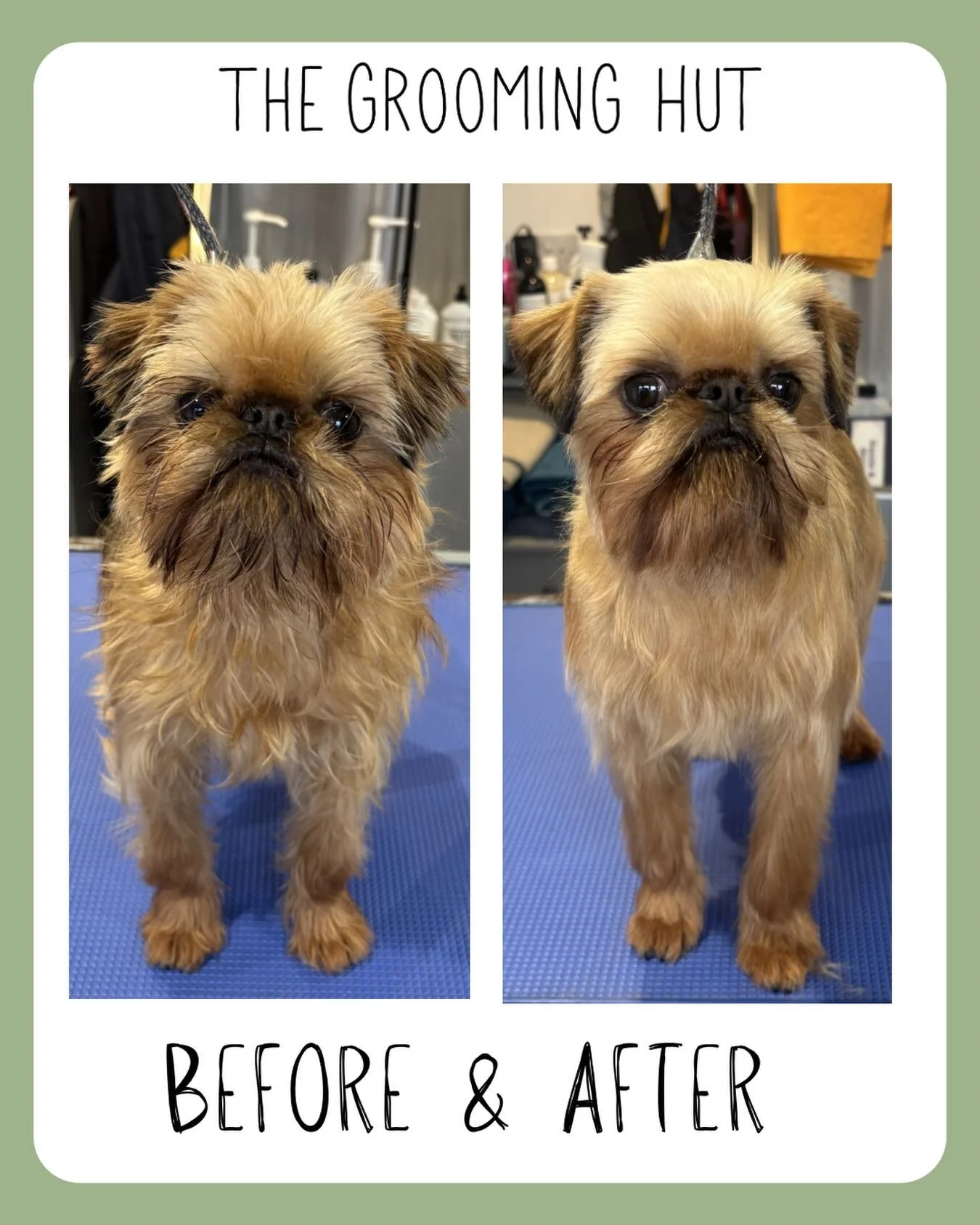 Little Jasper the Brussels Griffon

📞 07349 910906
📧 info@thegroominghut.co.uk 

#brusselsgriffon #handstripping #northlondondogs #newsouthgate