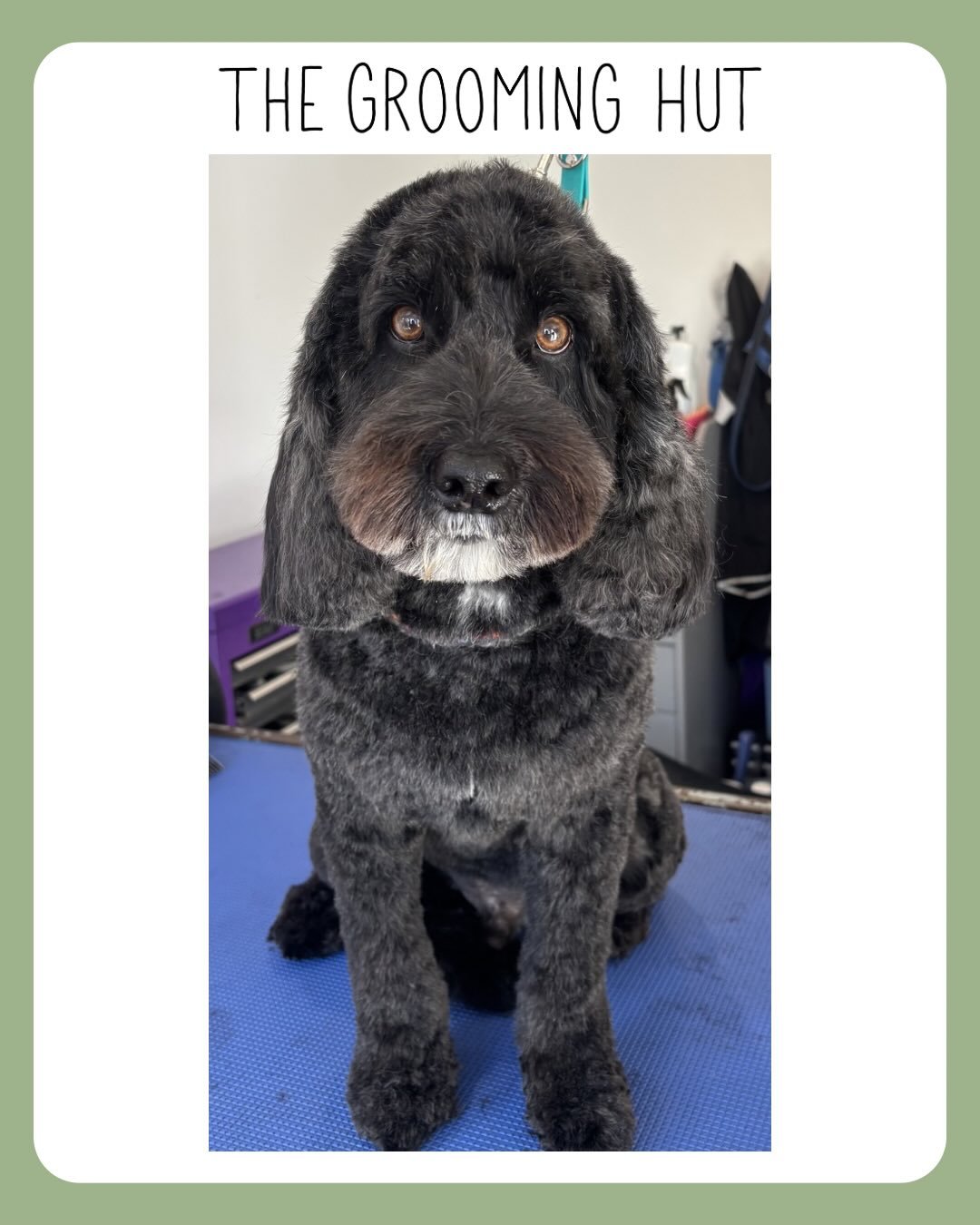 Ollie turned 9 this week 🥳, swipe to see him at just 9 weeks old. 
WARNING: cuteness overload 😭
Yeah&hellip; I might be a little biased 

📞 07349 910906
📧 info@thegroominghut.co.uk

#cockapoo #northlondondogs #cockapoogrooming #newsouthgate