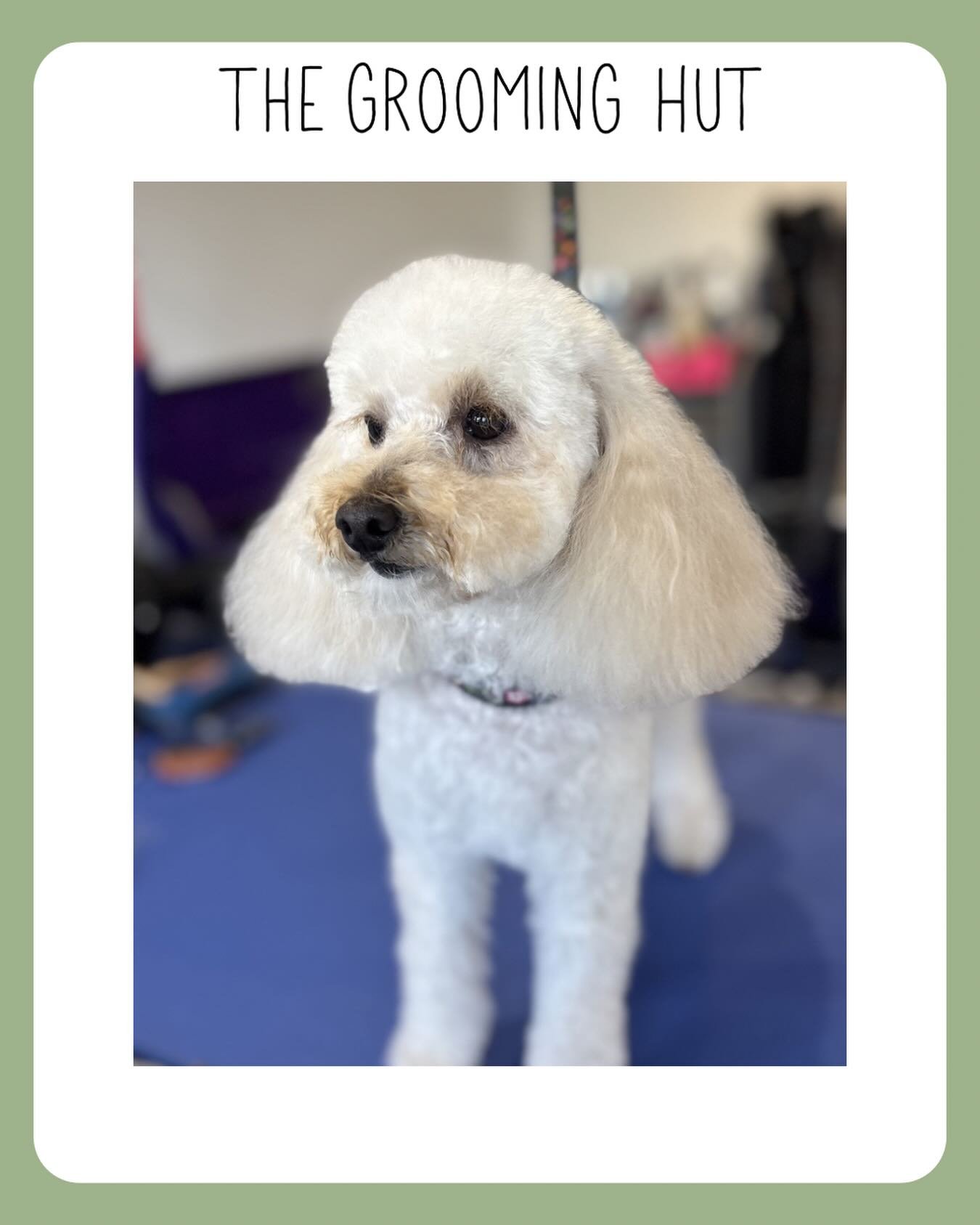 Just a girl with big fluffy ears 

📞 07349 910906
📧 info@thegroominghut.co.uk

#toypoodle #northlondon #northlondondogs #newsouthgate