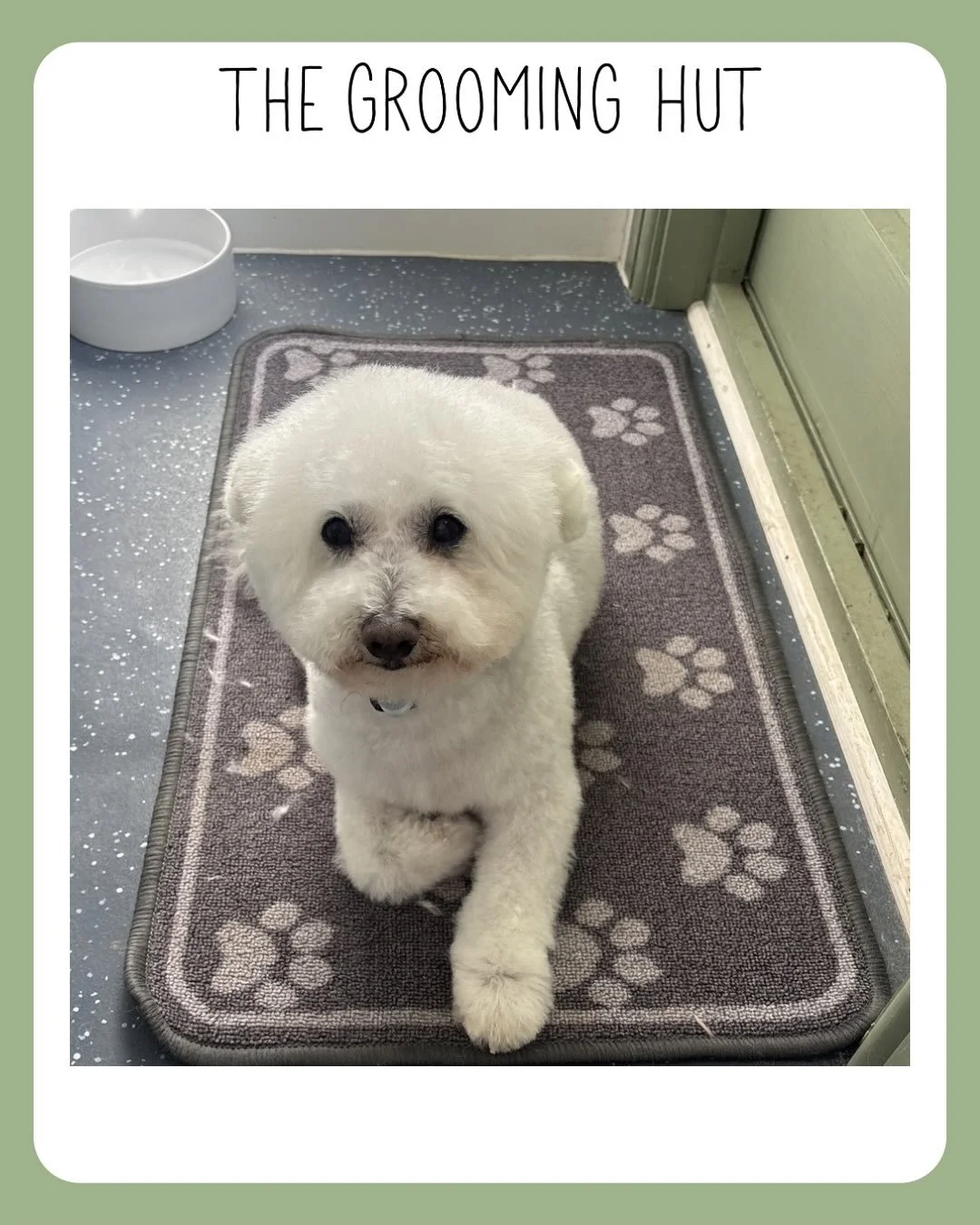 Bailey 💙 &amp; an amazing review ✨

#bichonfris&eacute; #bichon #northlondondogs #newsouthgate