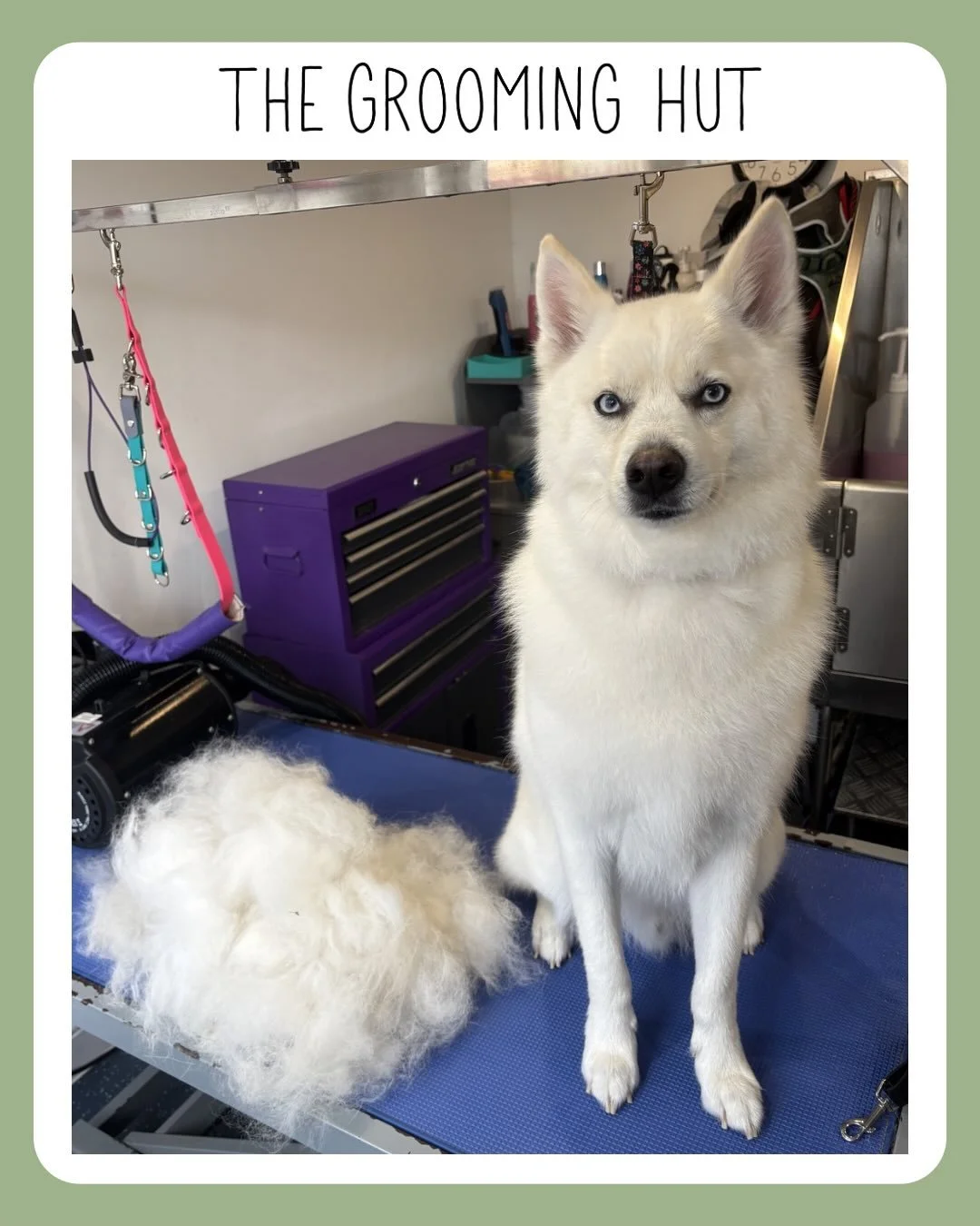 Handsome Pomsky &amp; all his de shedded hair. 
Can you believe that this pile was about half of what came out of his coat!! 

#pomsky #deshed #deshedding #northlondon #newsouthgate