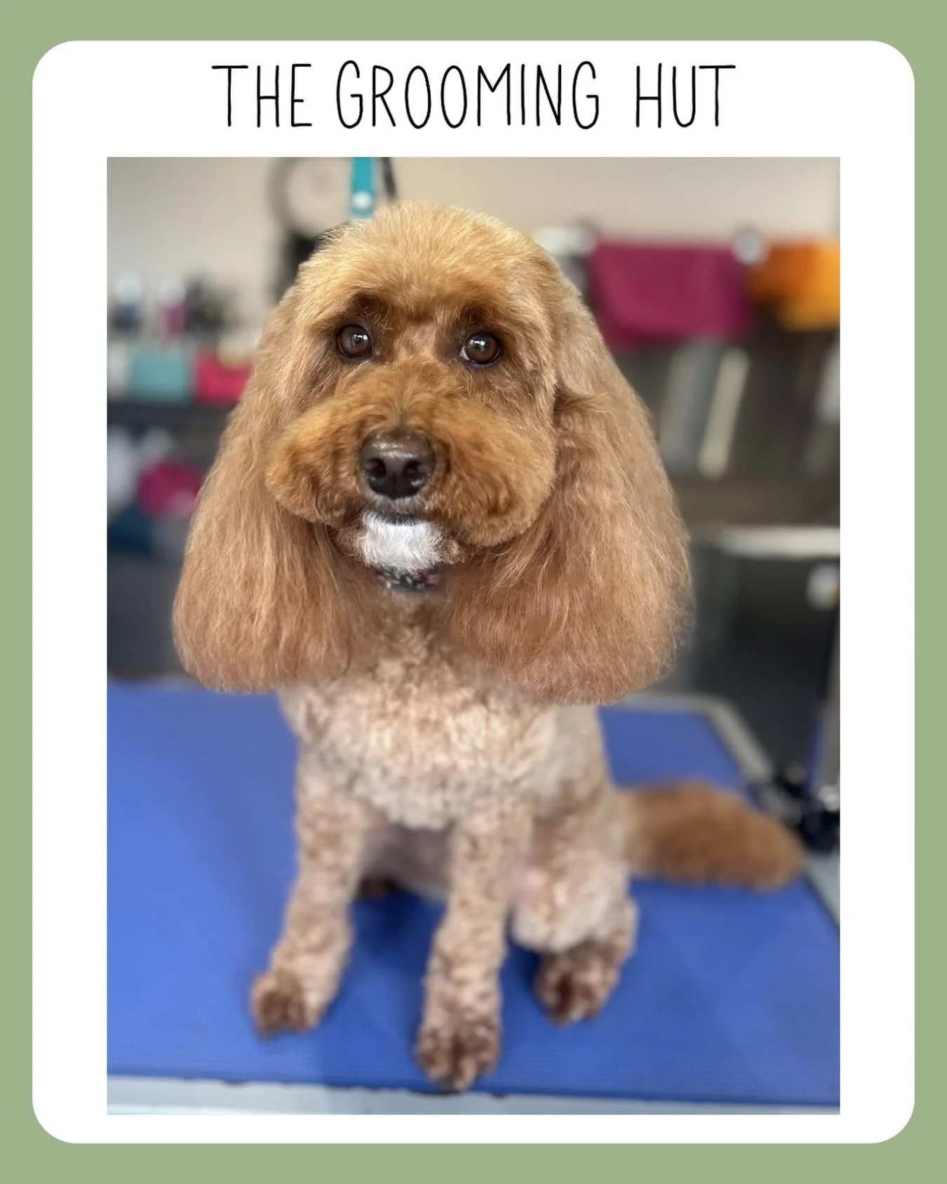 📞 07349 910906
📧 info@thegroominghut.co.uk

#cavapoo #northlondon #northlondondog