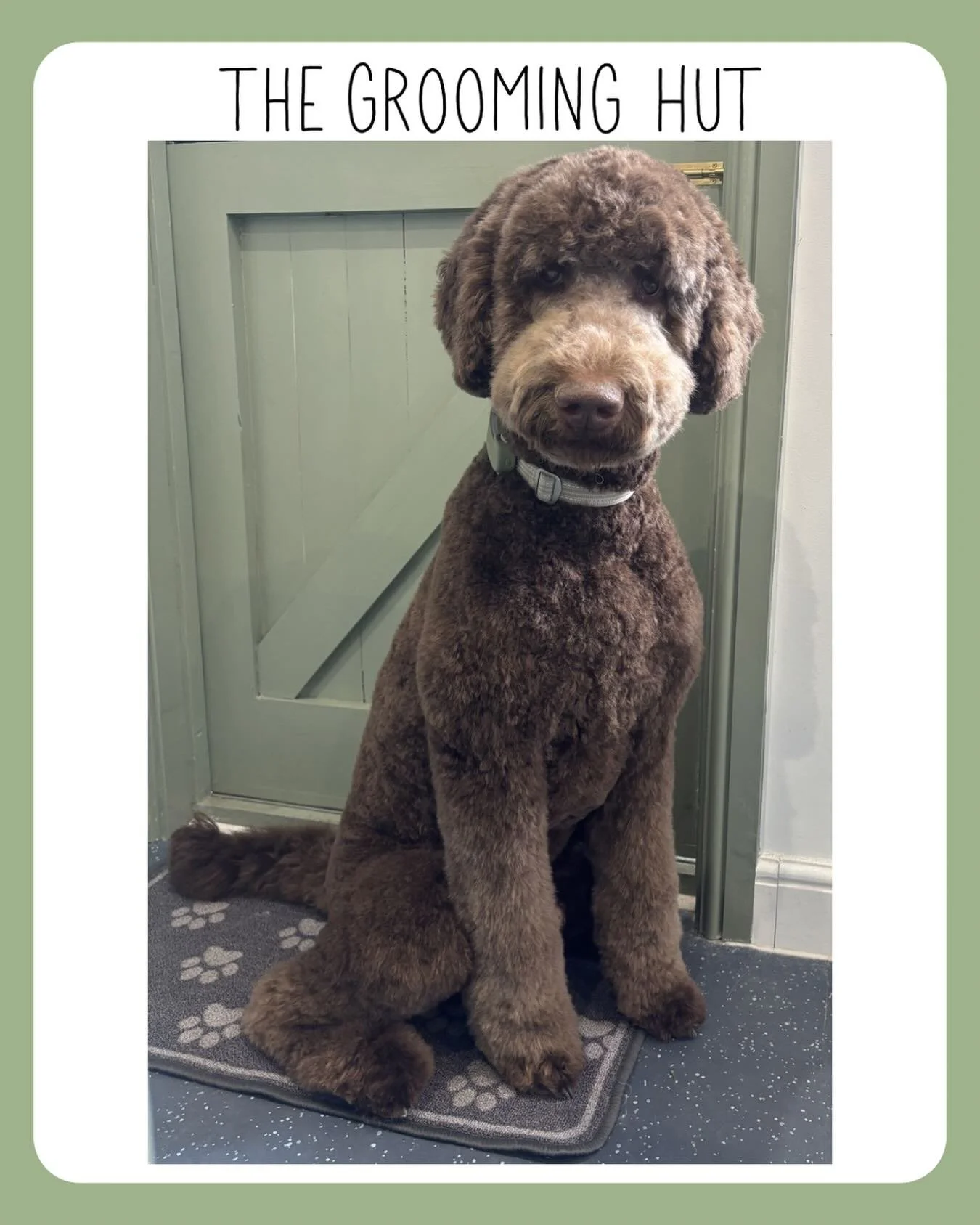 Every time I see this boy he keeps getting bigger and bigger!!
Still under a year old too 

#labradoodle #northlondon #northlondondogs #northlondondoggroomer