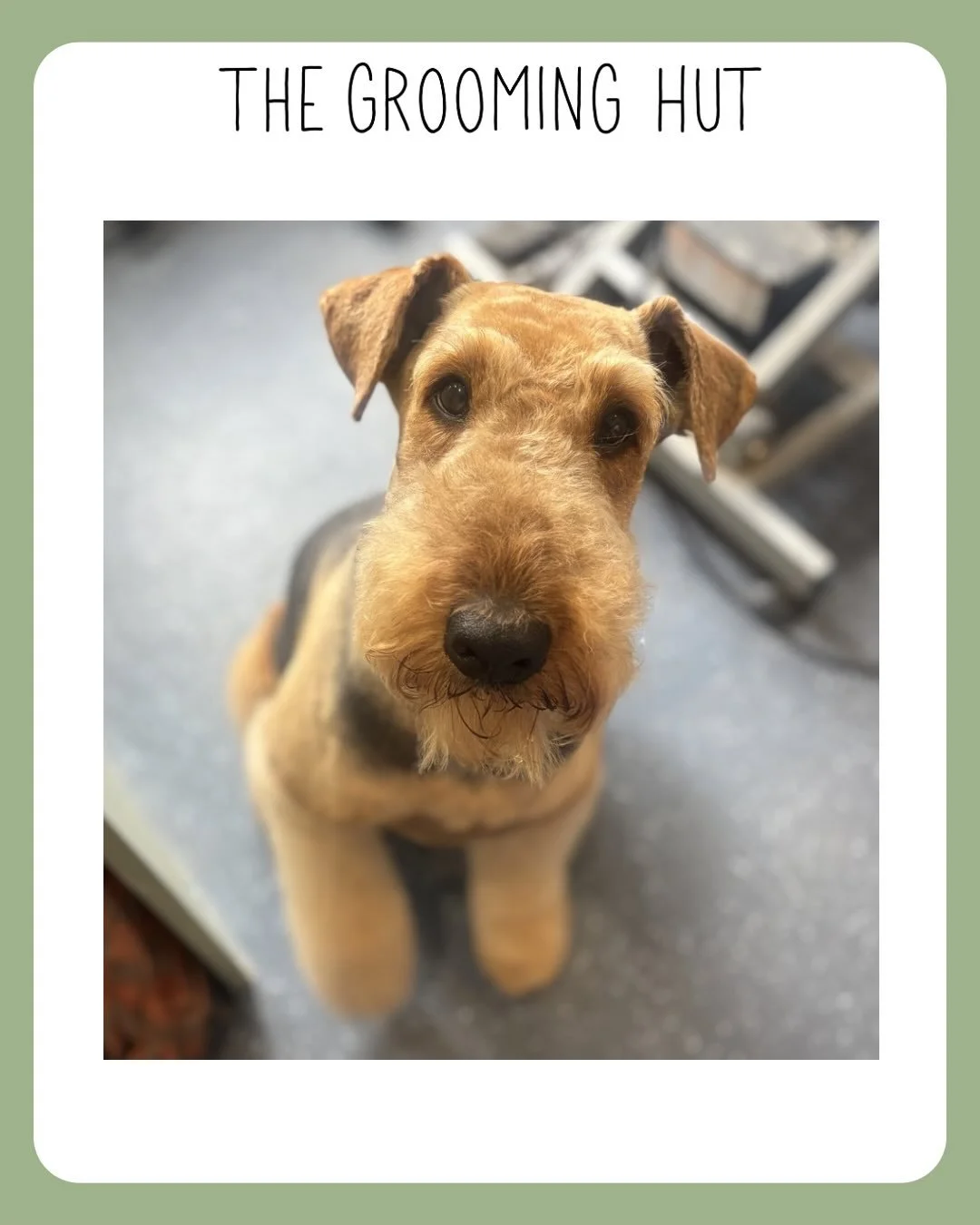 Pretty little lady 🥰

#airedale #airedaleterrier #northlondon #northlondondogs