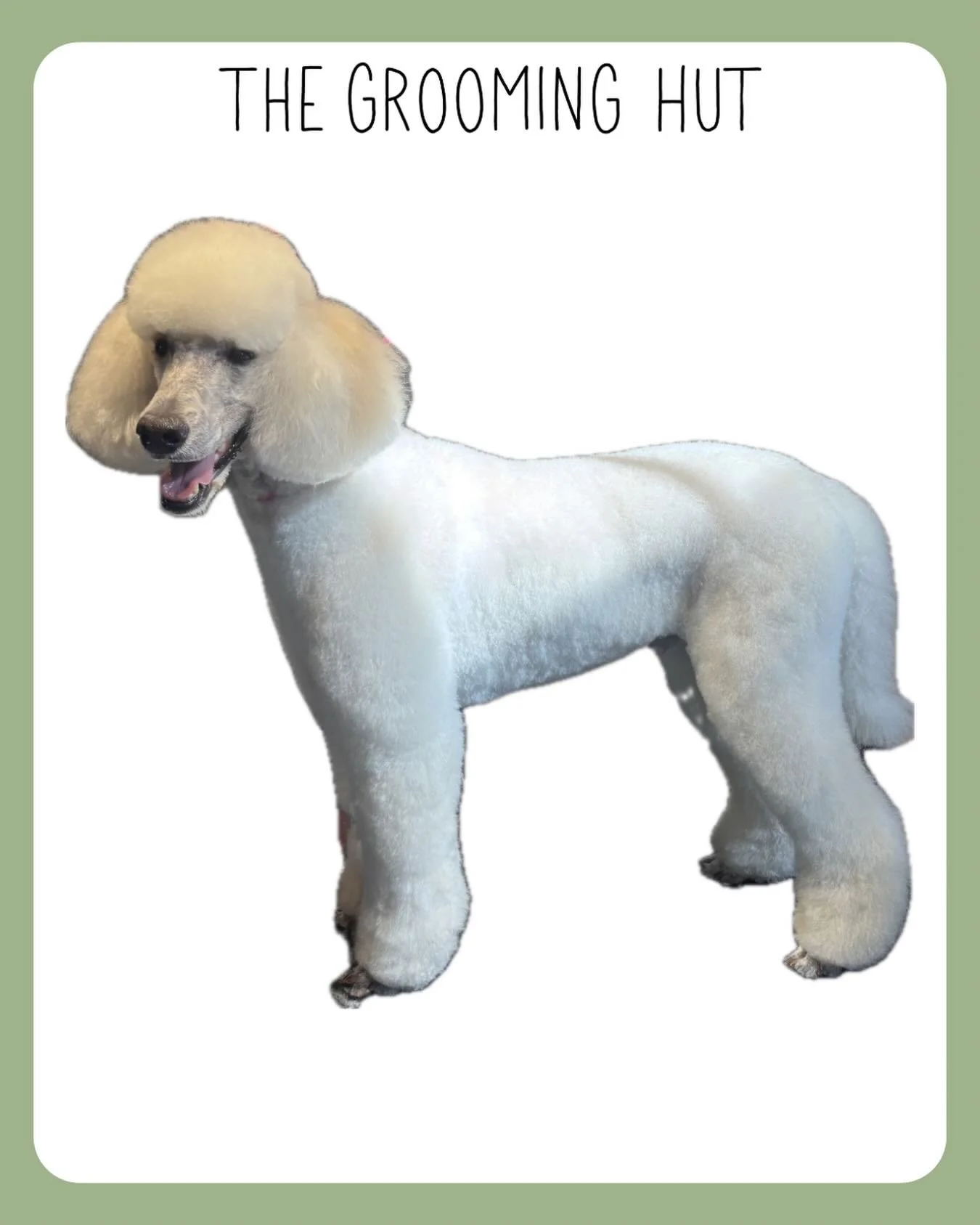 A poodle cute is a love or hate haircut for most people but you have to admit they are quite majestic 

#poodle #standardpoodle #northlondondogs #northlondon