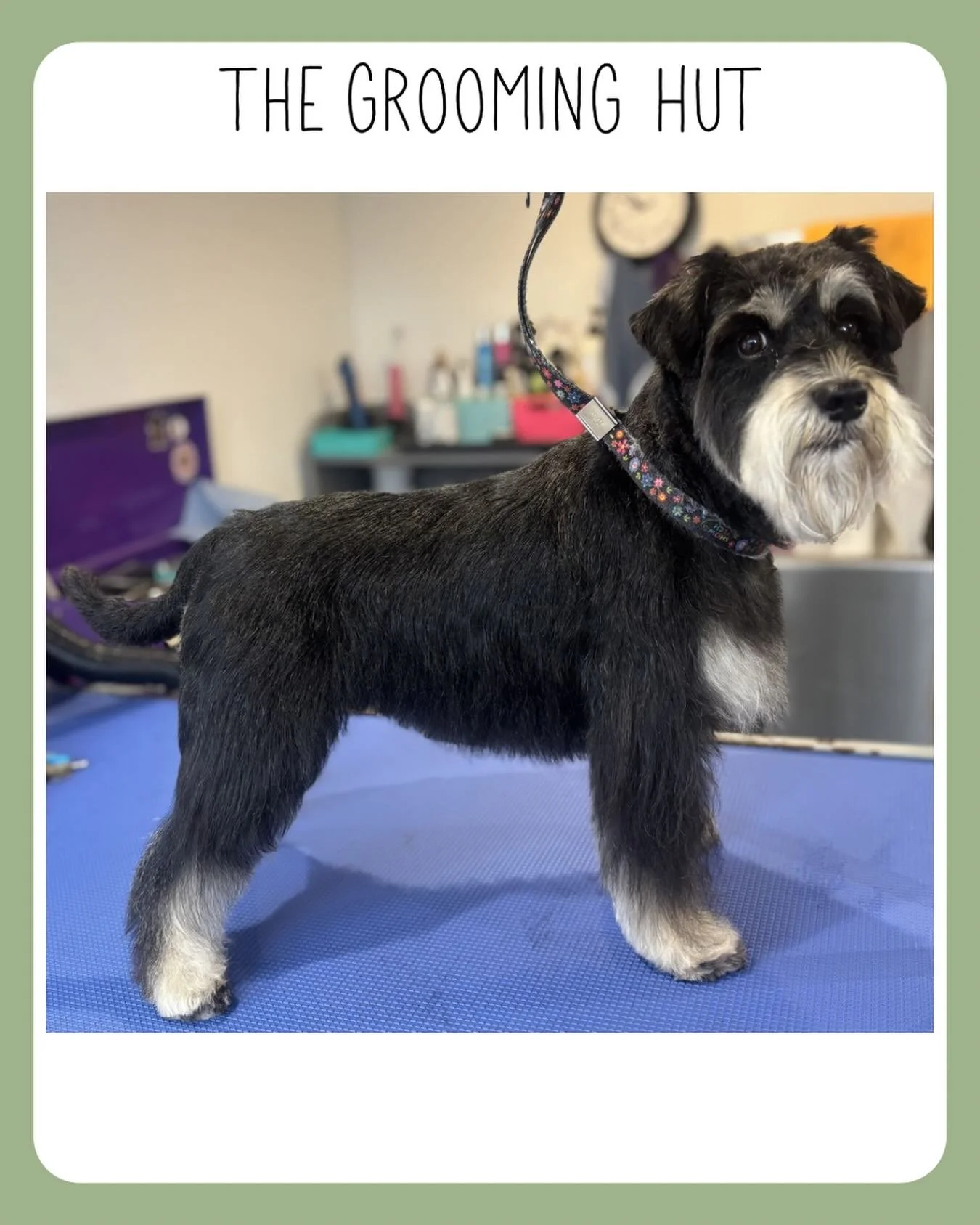 Gorgeous Hildy - Handstrip schnauzer style on the body and a softer head &amp; rounded eyebrows look for her face 

#handstripping #minatureschnauzer #northlondon #northlondondogs
