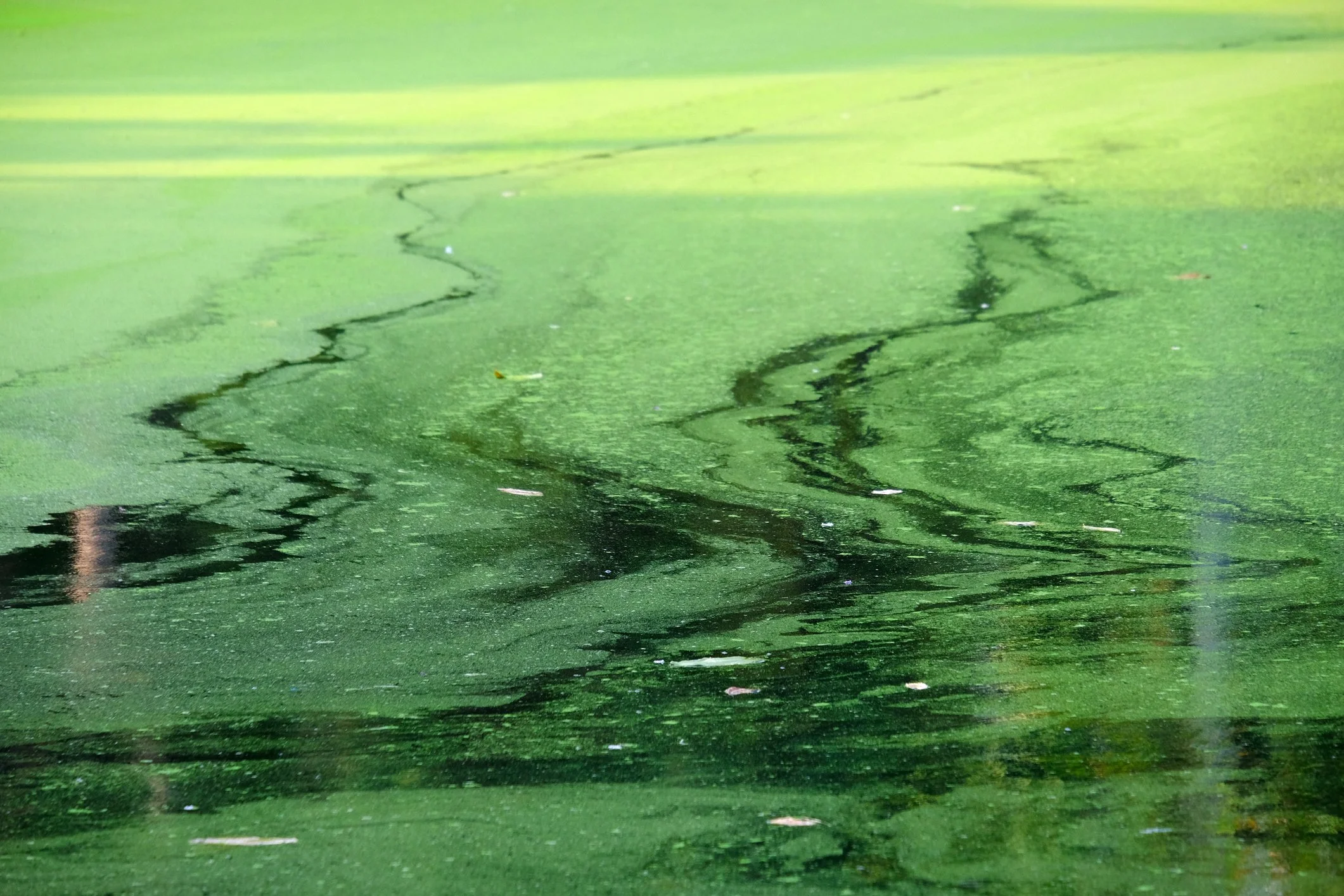 ViroPhos Technical Paper