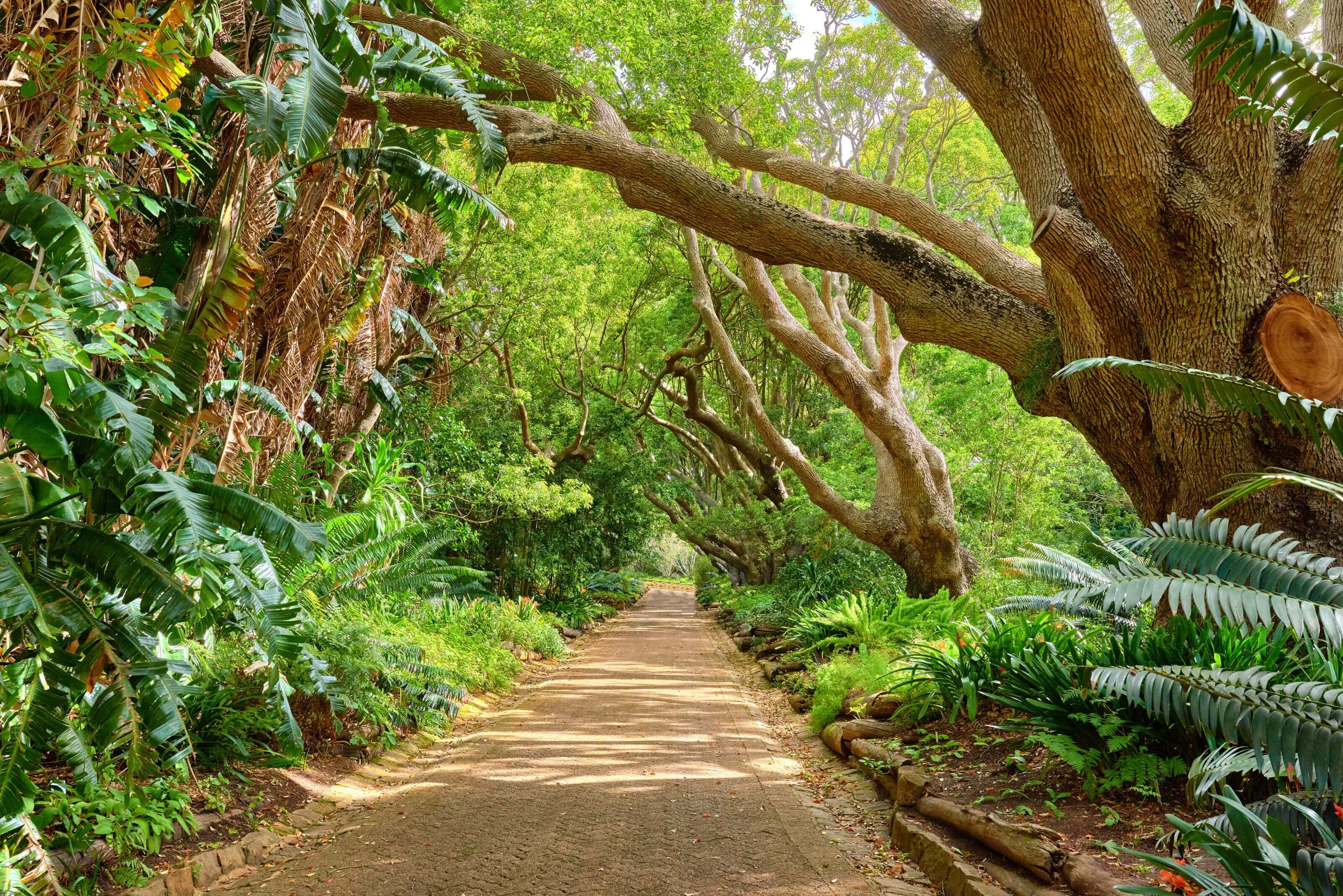 take-a-stroll-through-kirstenbosch-garden.jpg